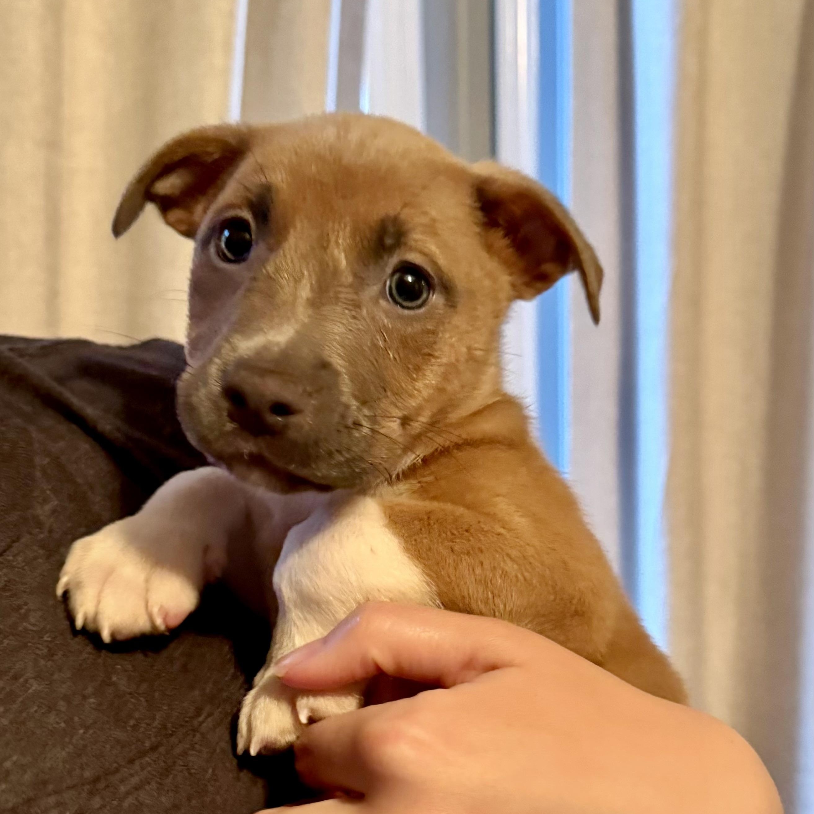 Ellis, adopted, Puppy Male Shepherd.