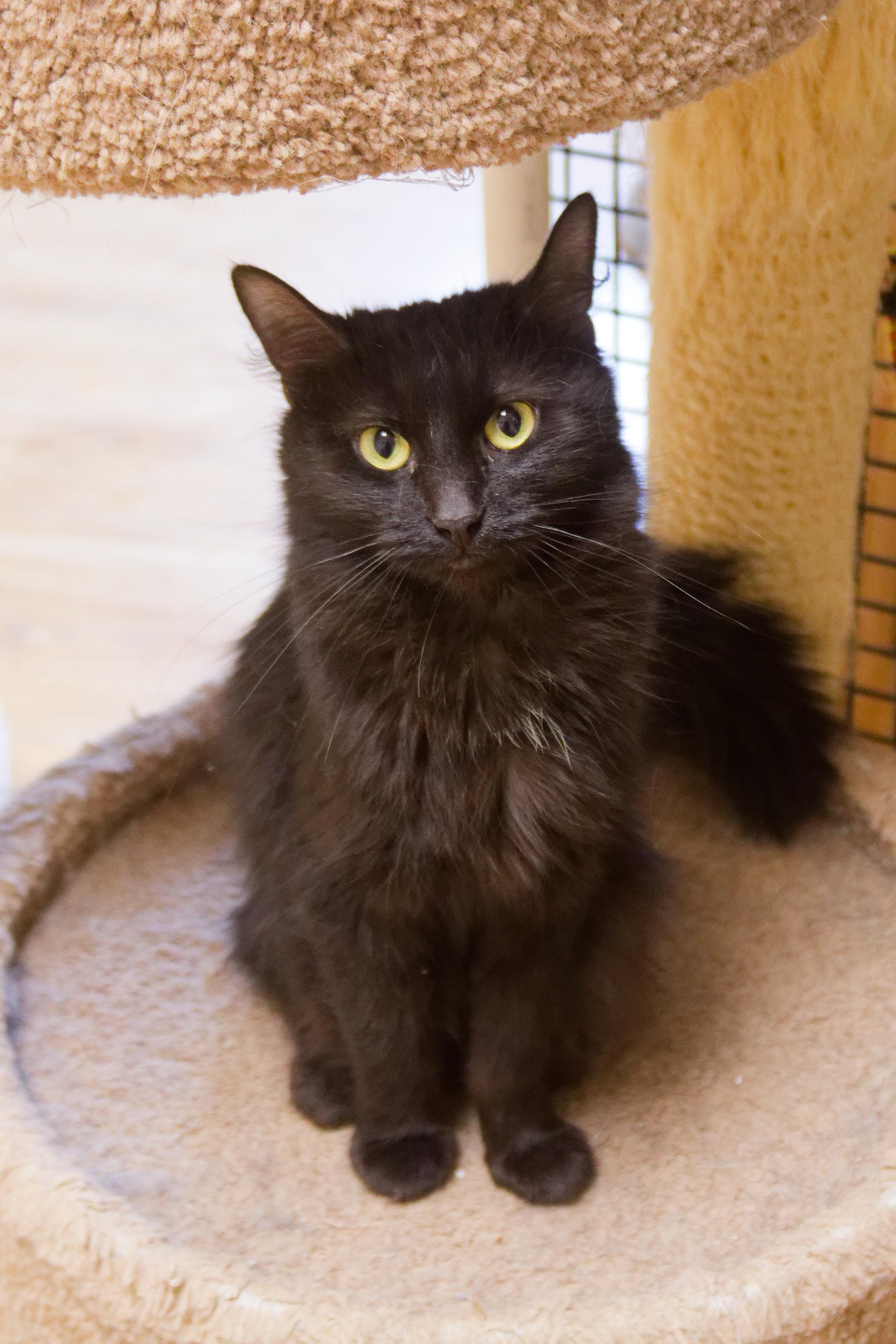 Enlarge Shadow, a ADOPTABLE mixed breed in Urbana, OH image 5/5