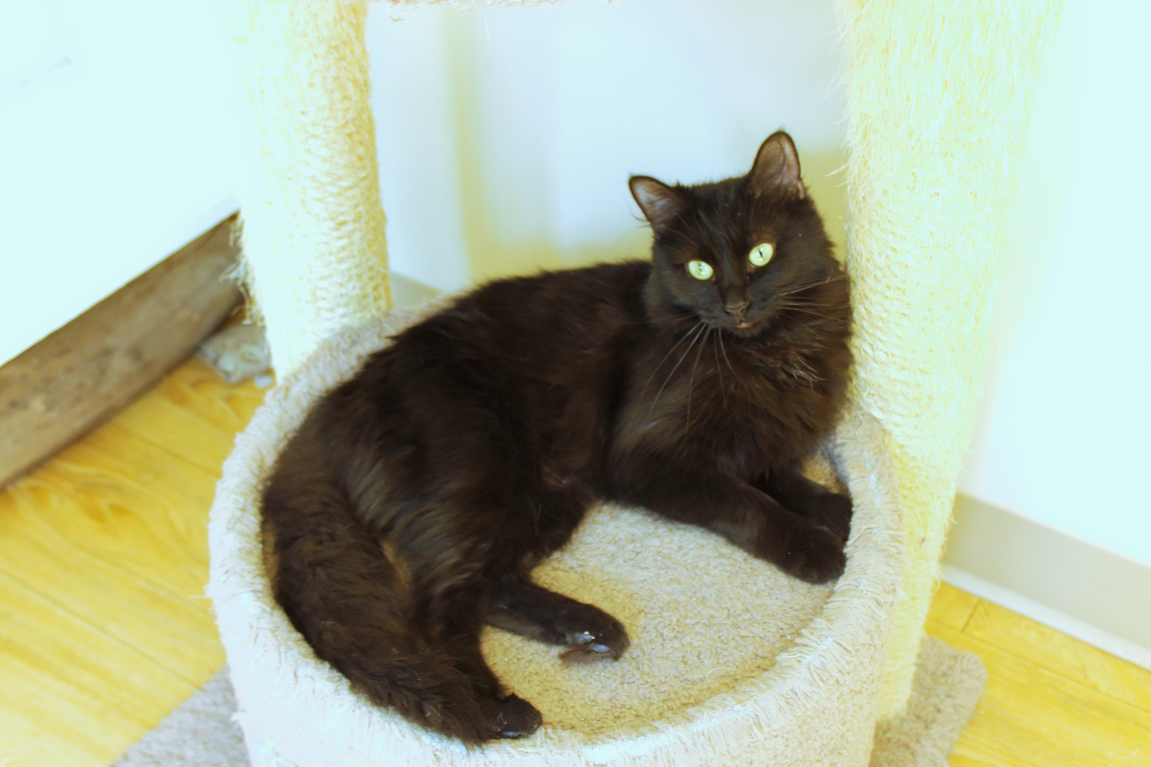 Enlarge Shadow, a ADOPTABLE mixed breed in Urbana, OH image 1/5