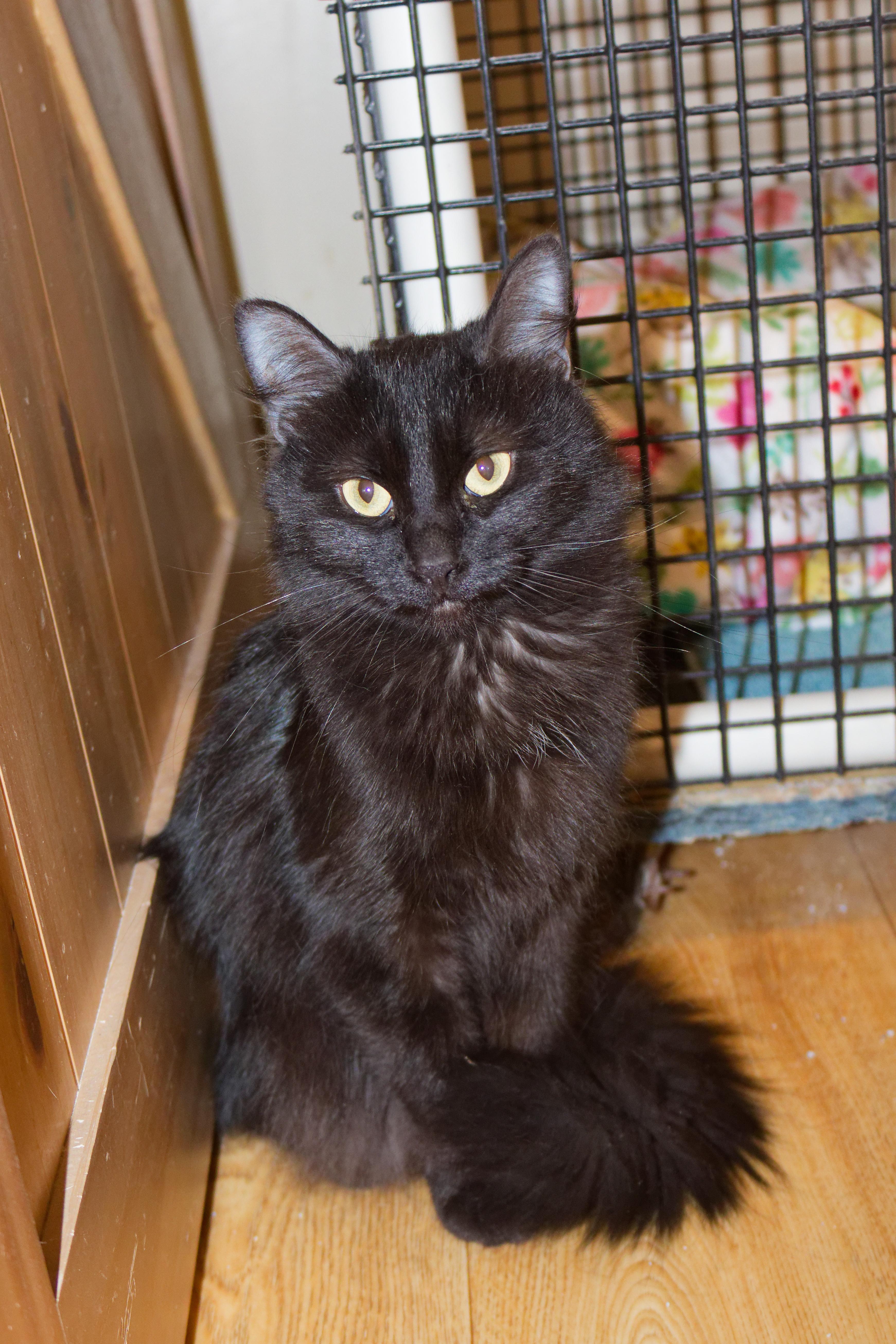 Enlarge Shadow, a ADOPTABLE mixed breed in Urbana, OH image 3/5