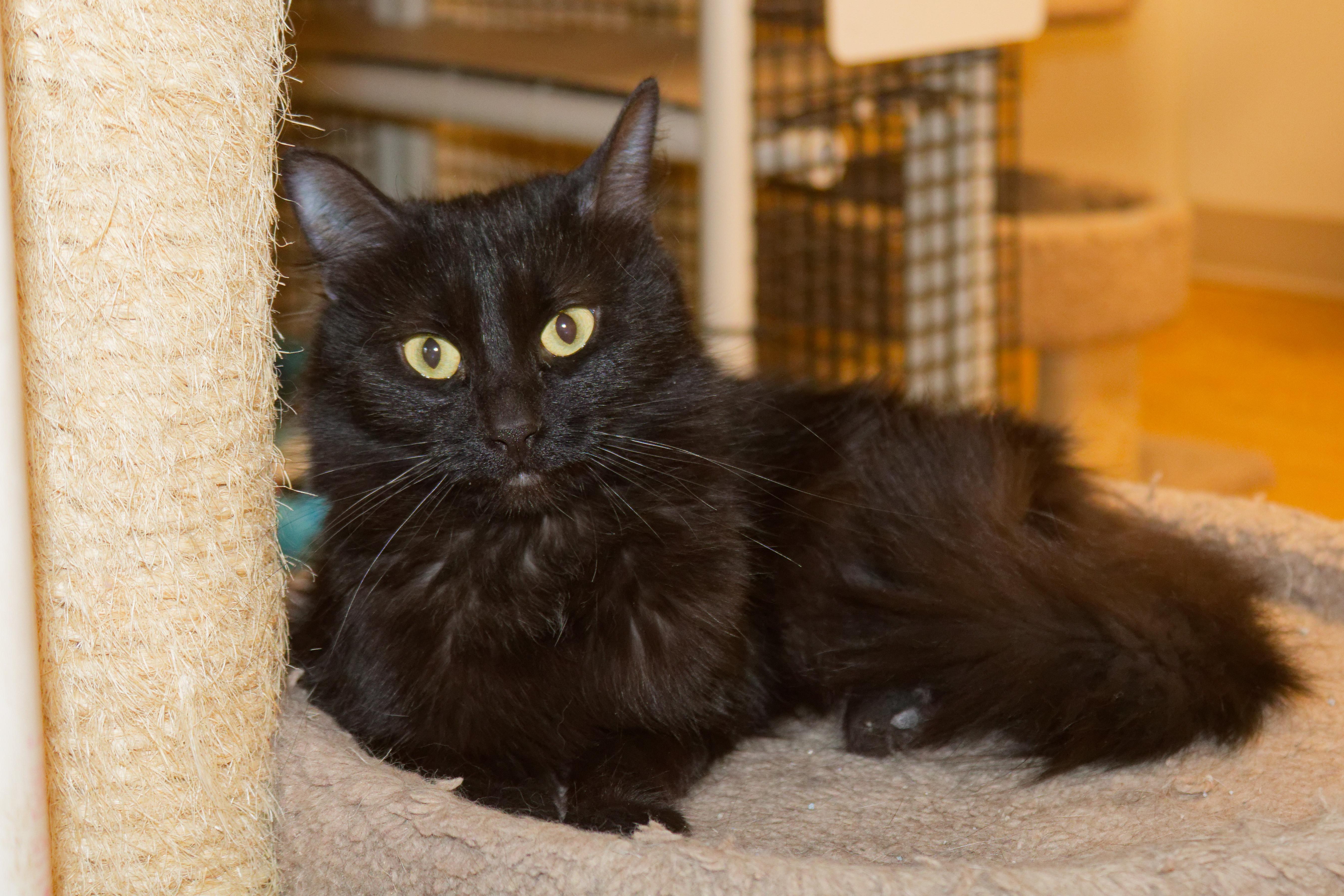 Enlarge Shadow, a ADOPTABLE mixed breed in Urbana, OH image 4/5