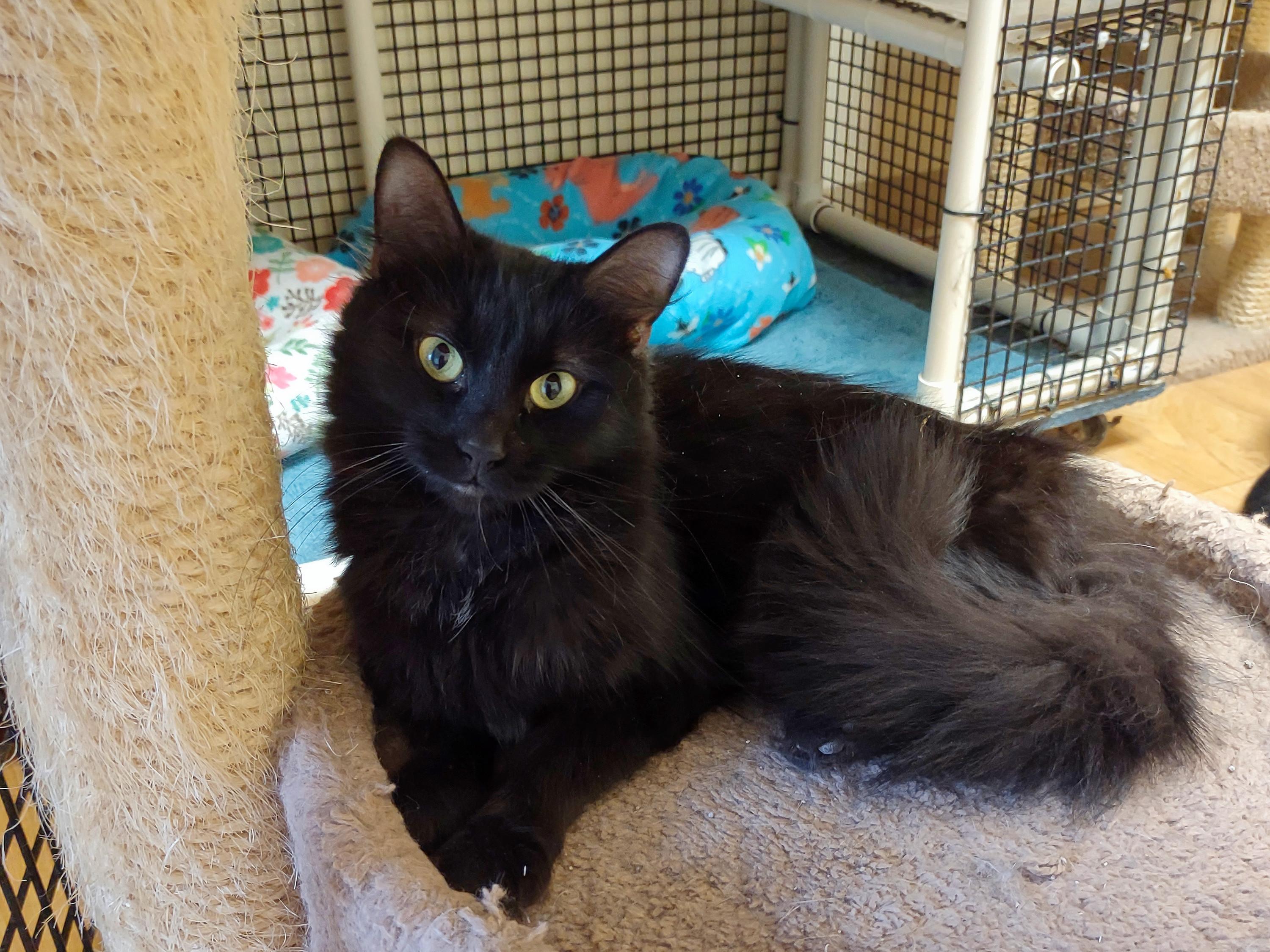 Enlarge Shadow, a ADOPTABLE mixed breed in Urbana, OH image 2/5
