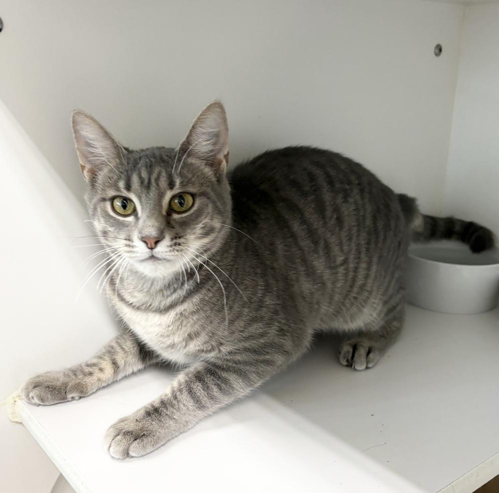 Enlarge Chatty, a Adoptable Domestic Short Hair in Rochester, IN image 1/1
