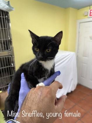 Miss Snuffles, Adoptable, Kitten Female Domestic Short Hair.