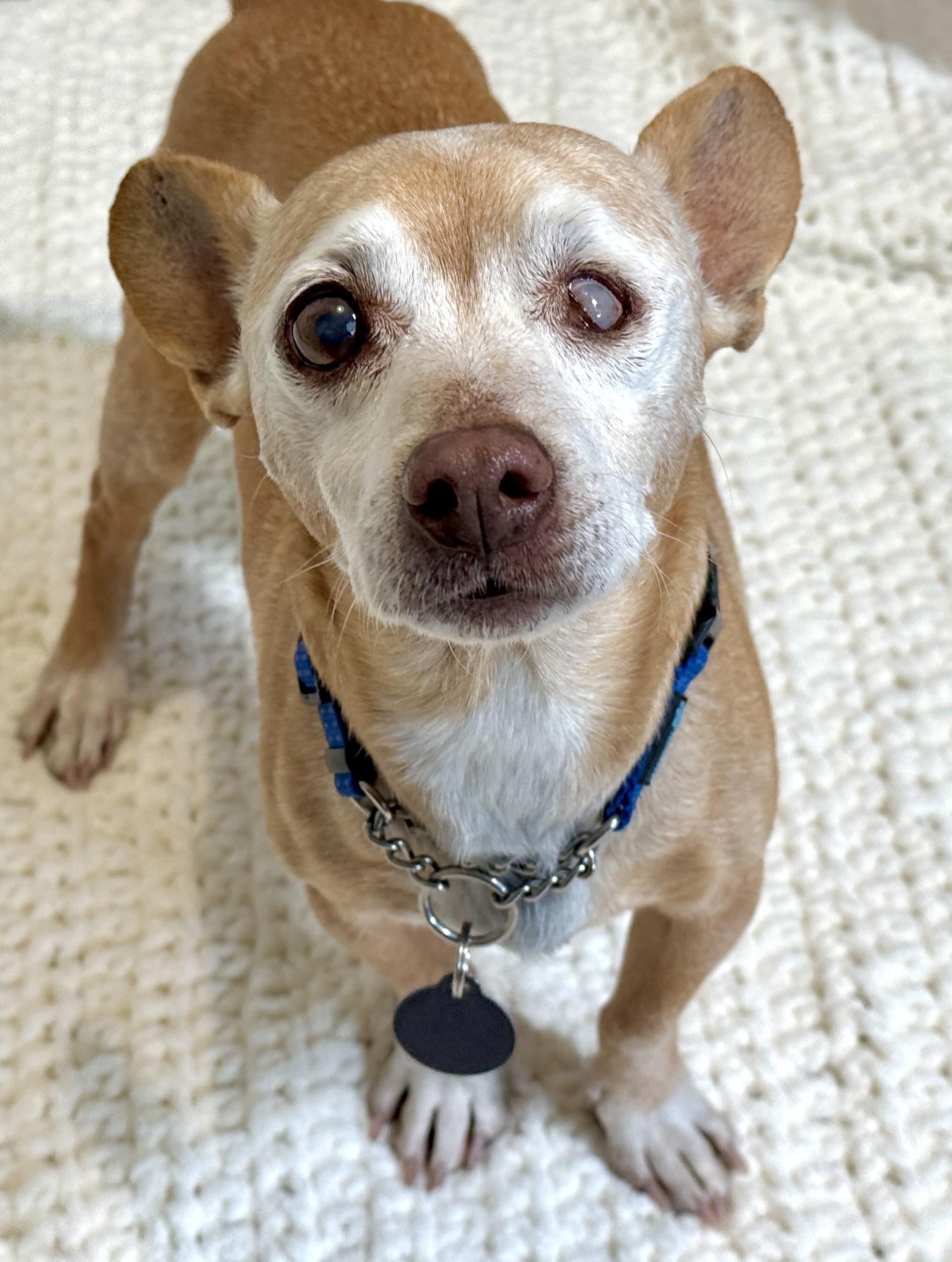 Ernie, ADOPTABLE, Senior Male Chihuahua.