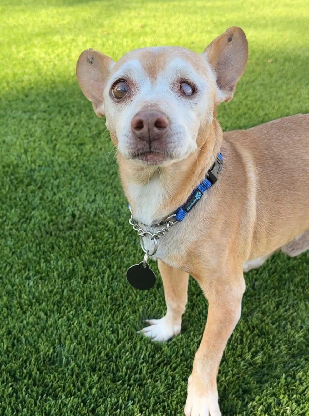 Enlarge Ernie, a ADOPTABLE mixed breed in Scottsdale, AZ image 4/4