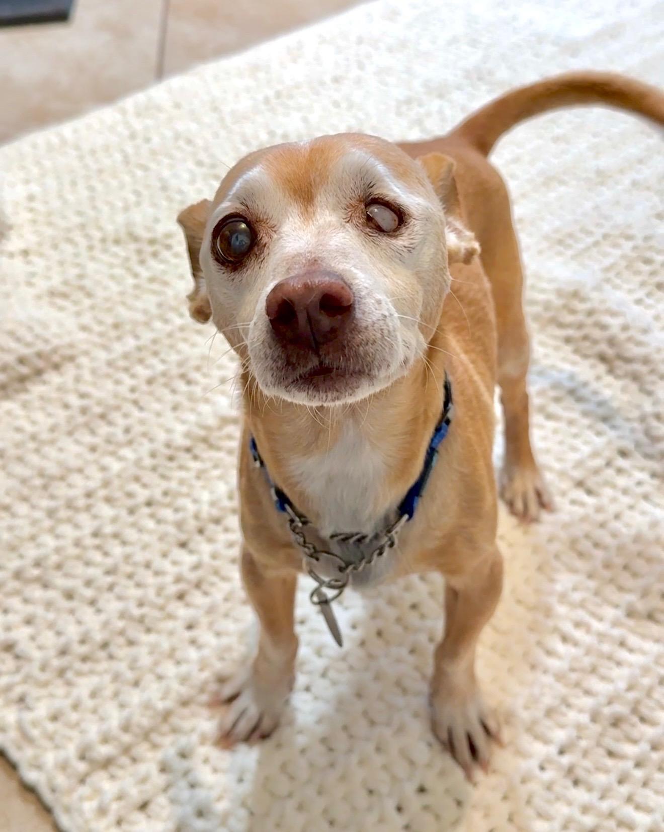 Enlarge Ernie, a ADOPTABLE mixed breed in Scottsdale, AZ image 3/4