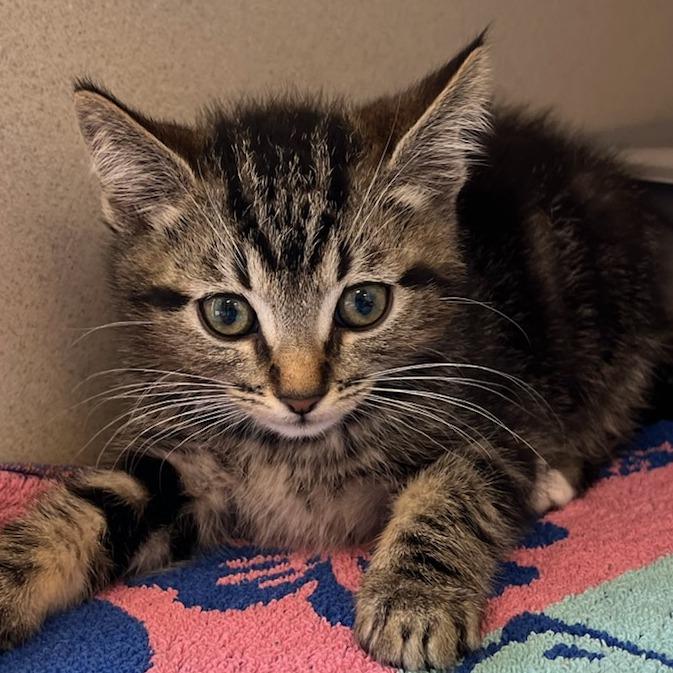 Enlarge Apollo, a Adoptable Domestic Short Hair in Redwood City, CA image 1/1