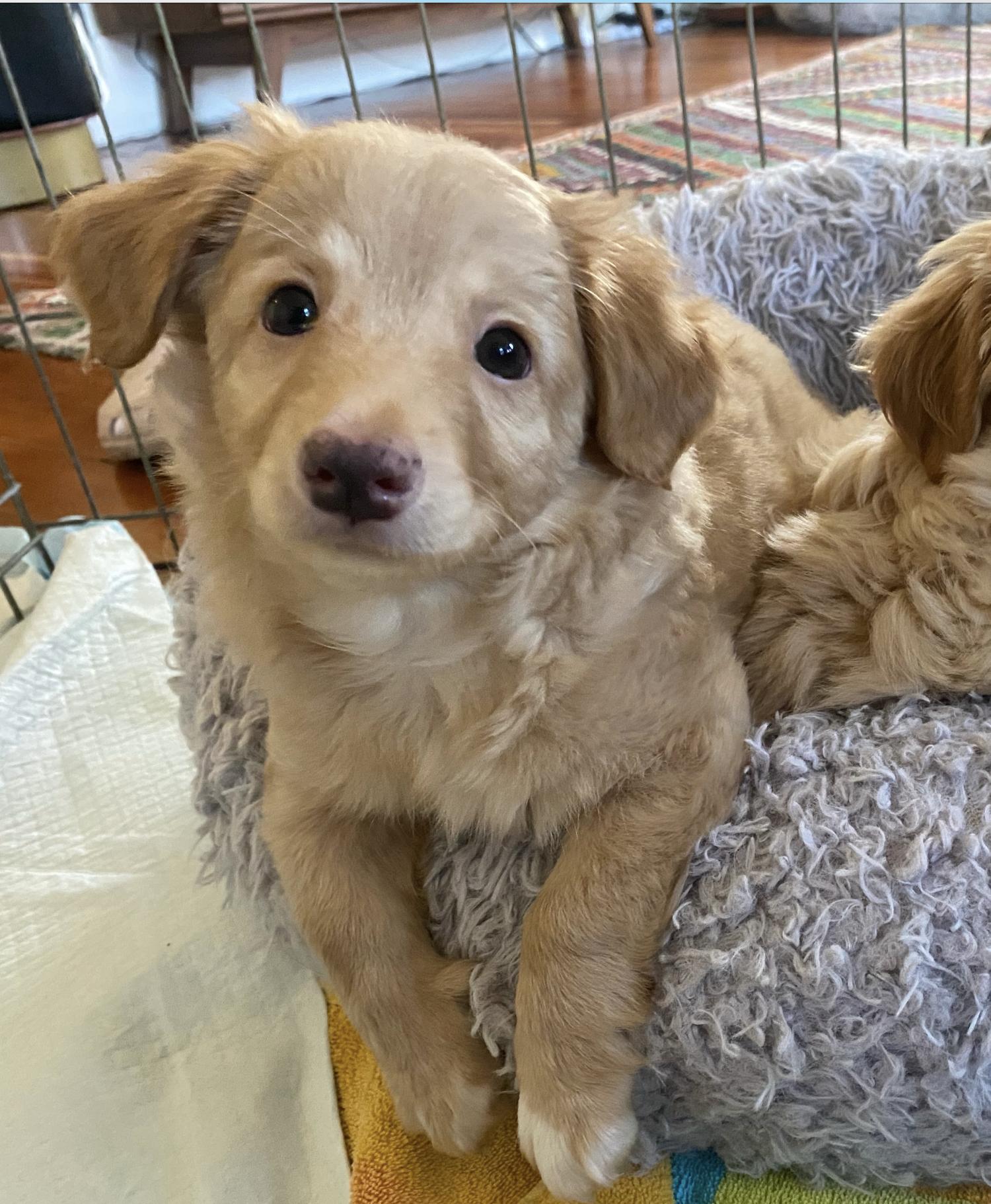 Harriet, a Adoptable mixed breed in Emeryville, CA image 2/4