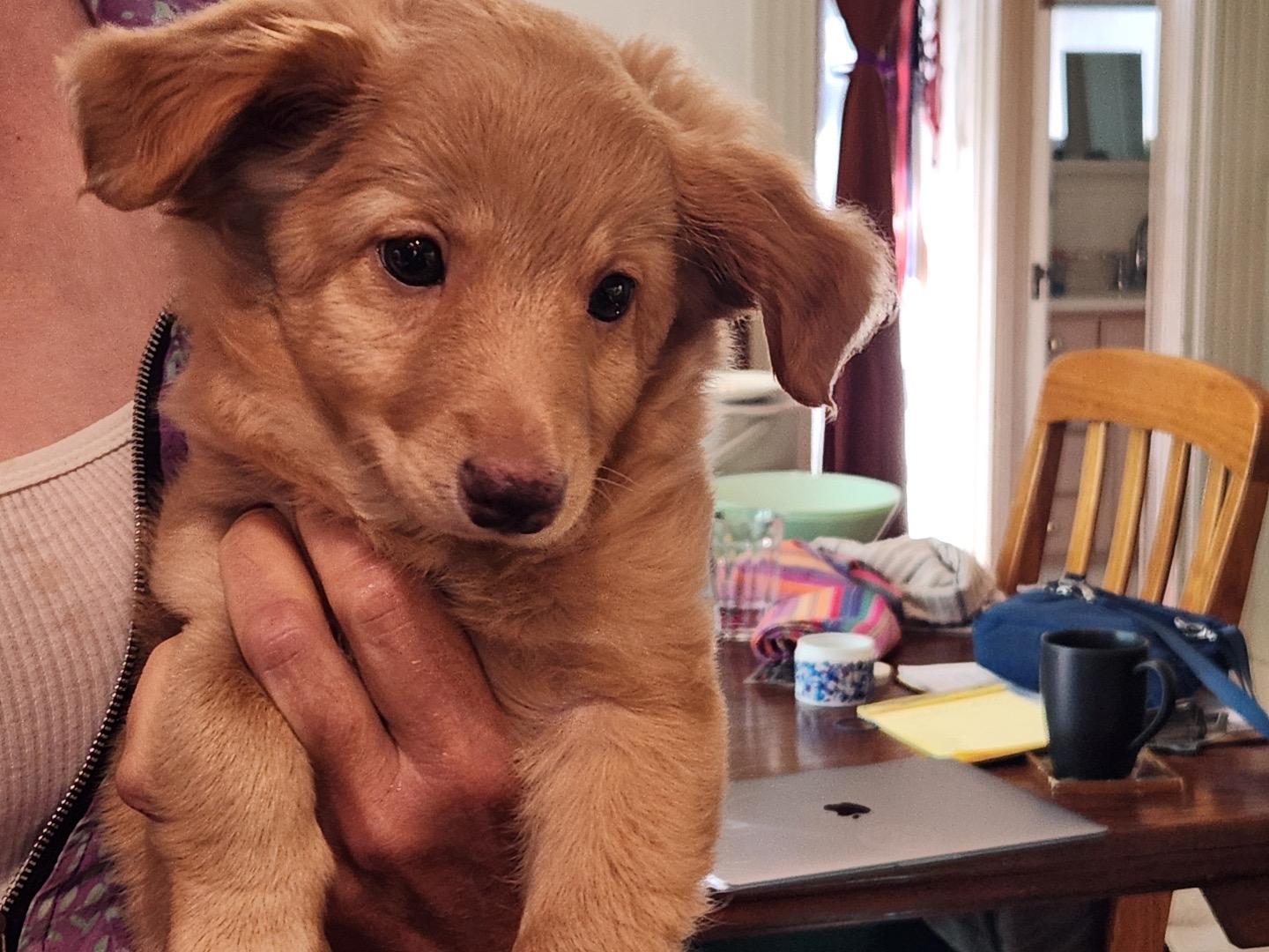 Harriet, a Adoptable mixed breed in Emeryville, CA image 3/4