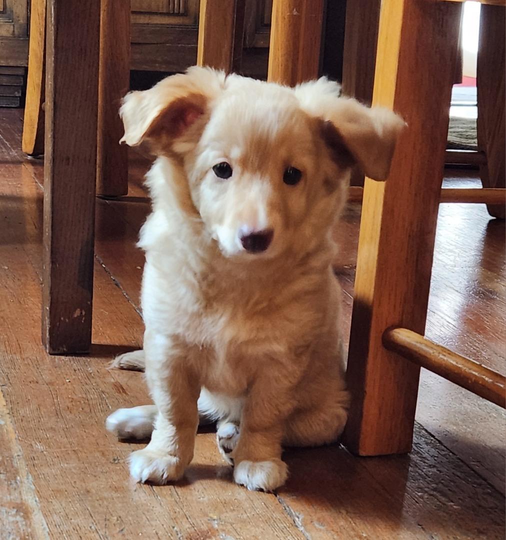 Harriet, a Adoptable mixed breed in Emeryville, CA image 4/4