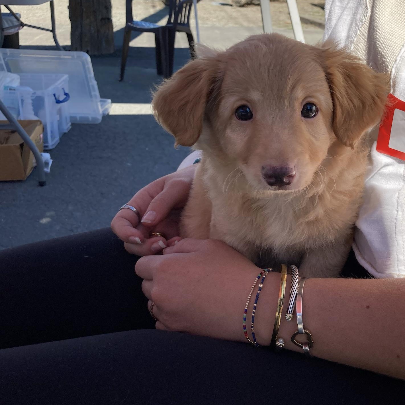 Harriet, Adoptable, Puppy Female Maltipoo & Terrier.