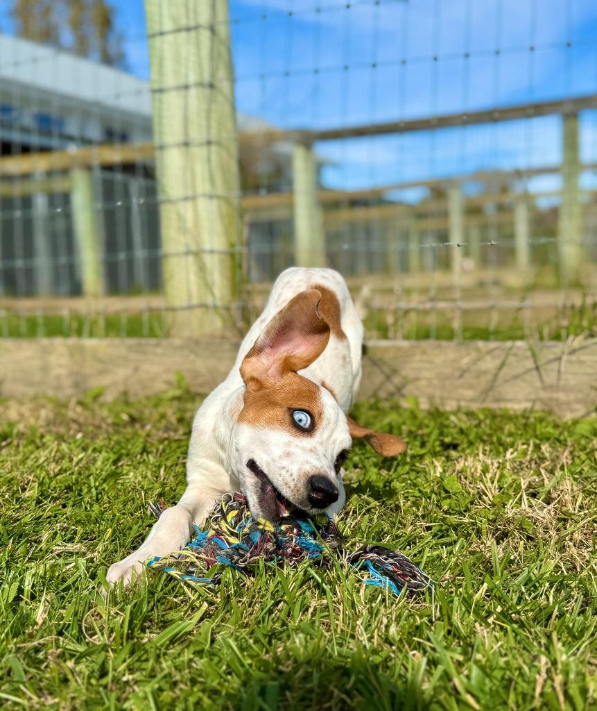 Corey, Adoptable, Young Female Hound & Mixed Breed.