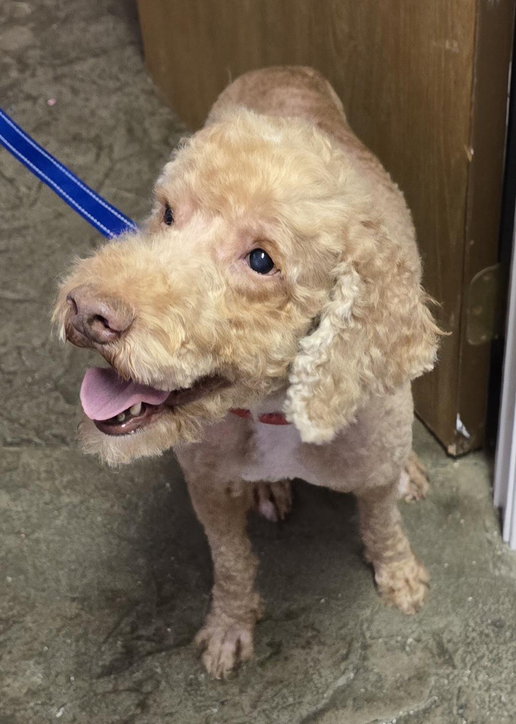 Cooper, a ADOPTABLE Goldendoodle in Maumee, OH image 3/4