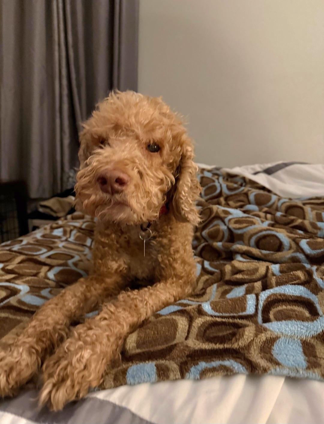 Cooper, a ADOPTABLE Goldendoodle in Maumee, OH image 1/4