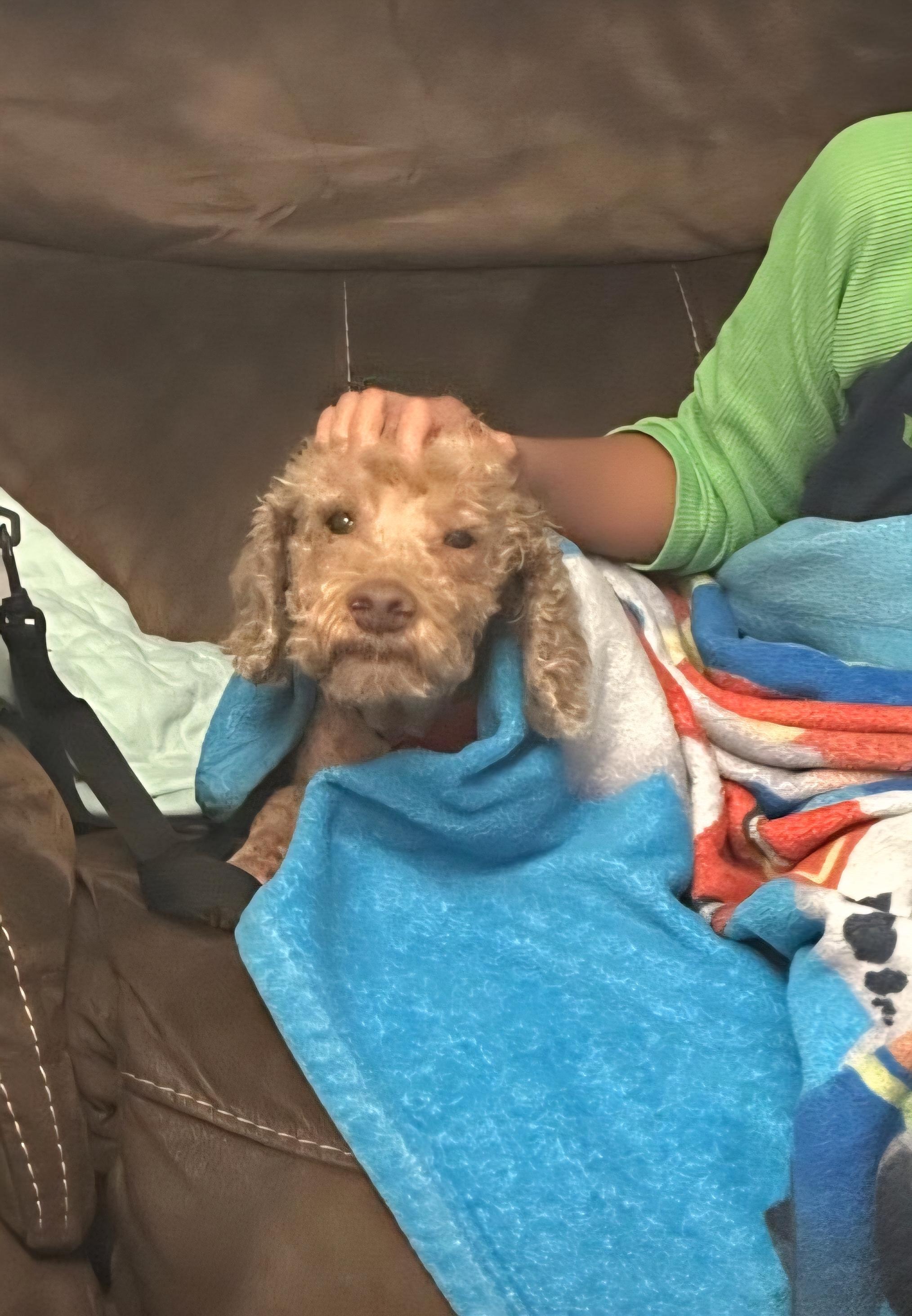 Cooper, a ADOPTABLE Goldendoodle in Maumee, OH image 2/4