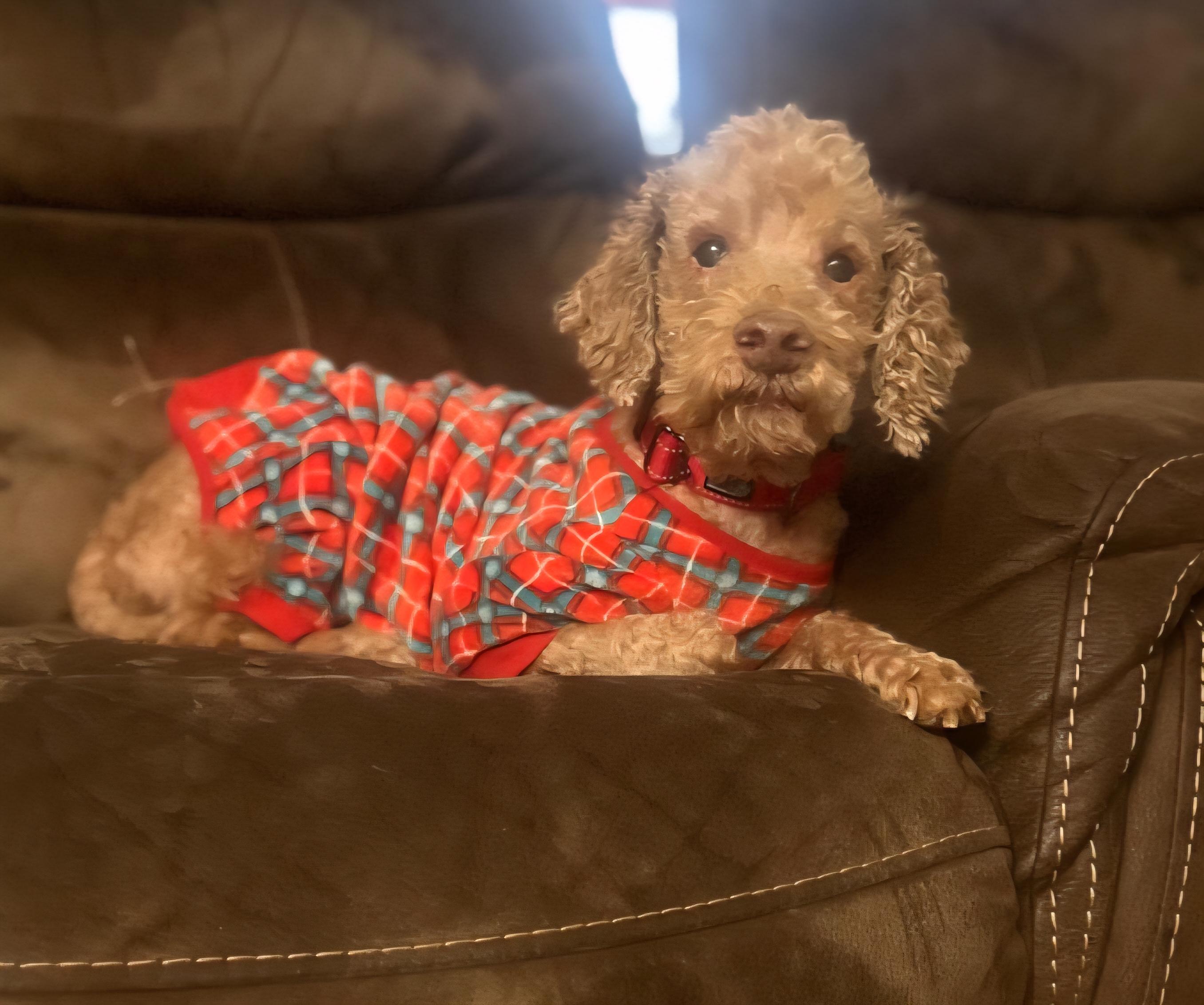 Cooper, ADOPTABLE, Senior Male Goldendoodle.