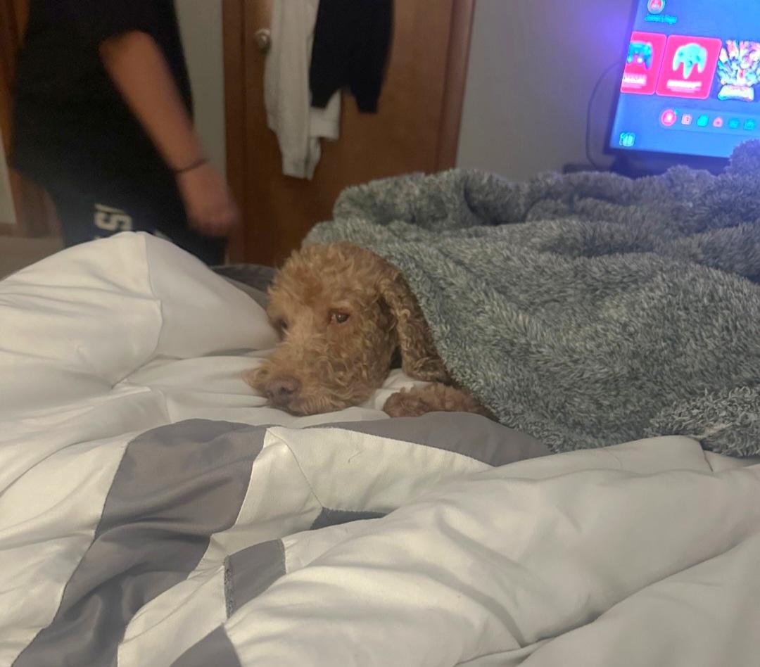 Cooper, a ADOPTABLE Goldendoodle in Maumee, OH image 3/4