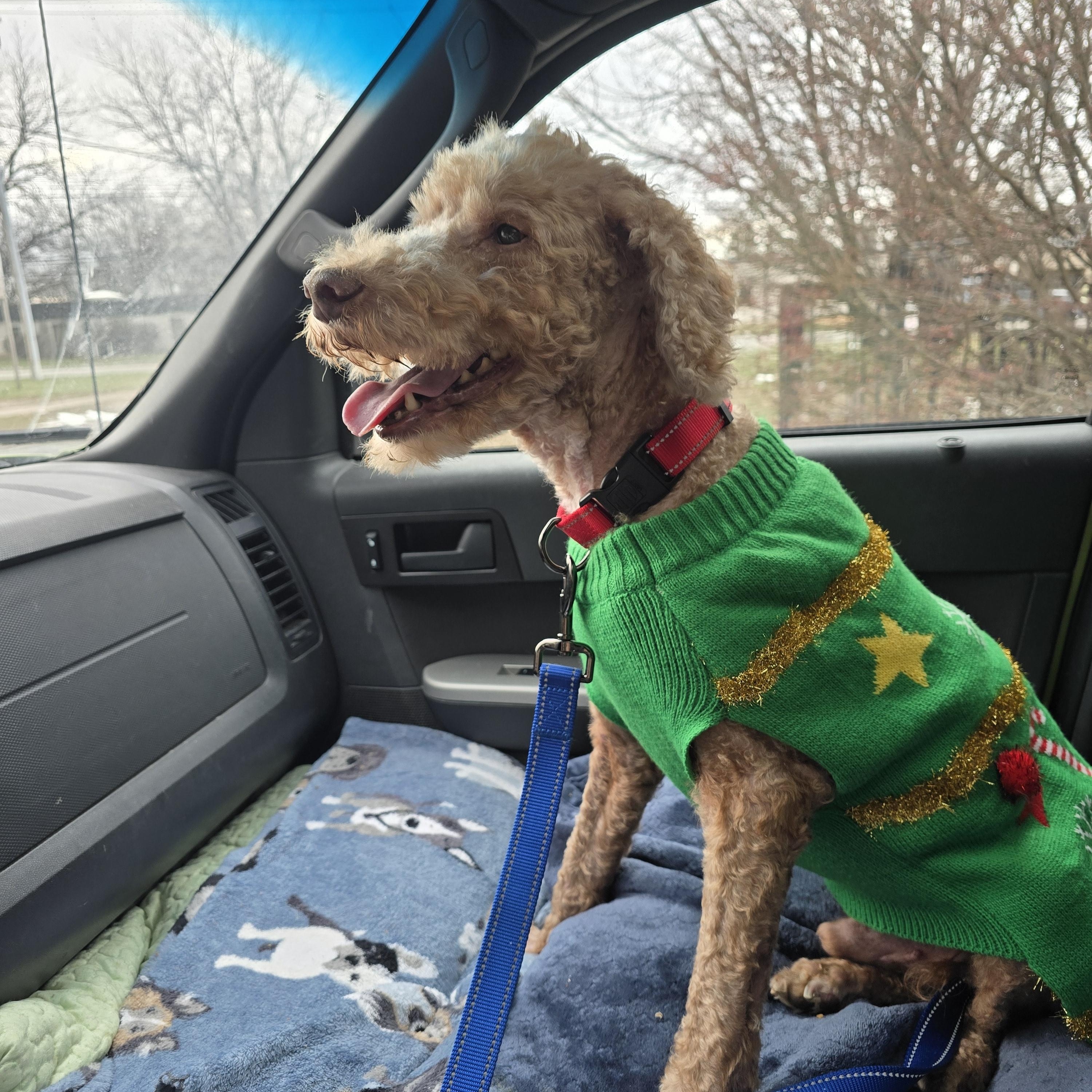 Cooper, a ADOPTABLE Goldendoodle in Maumee, OH image 4/4