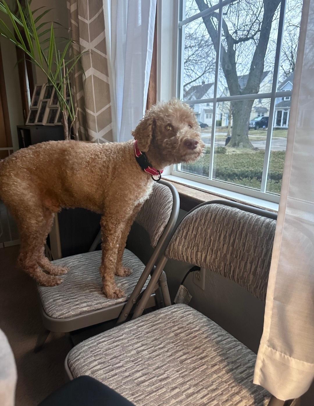 Cooper, a ADOPTABLE Goldendoodle in Maumee, OH image 4/4