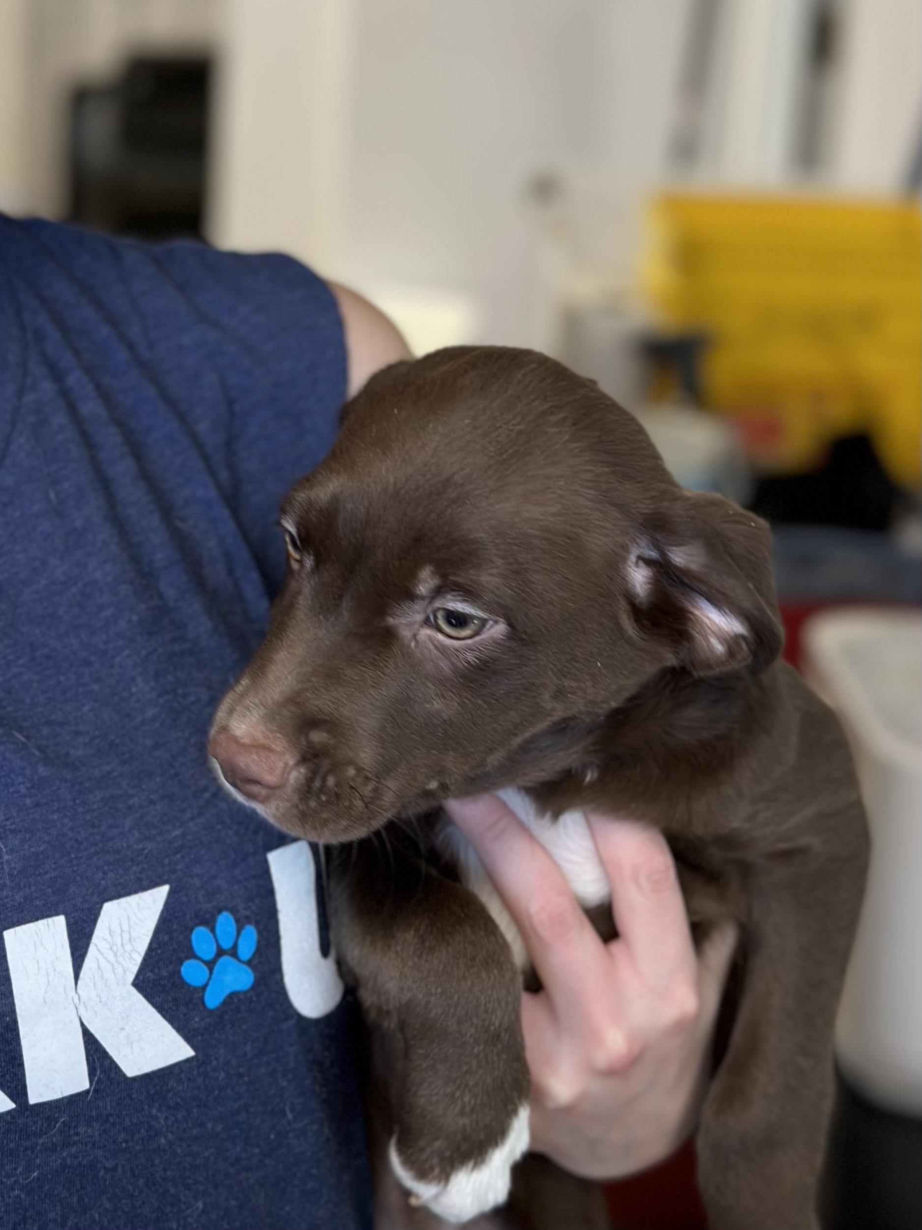 Six Boykin Mix Puppies thumbnail 3