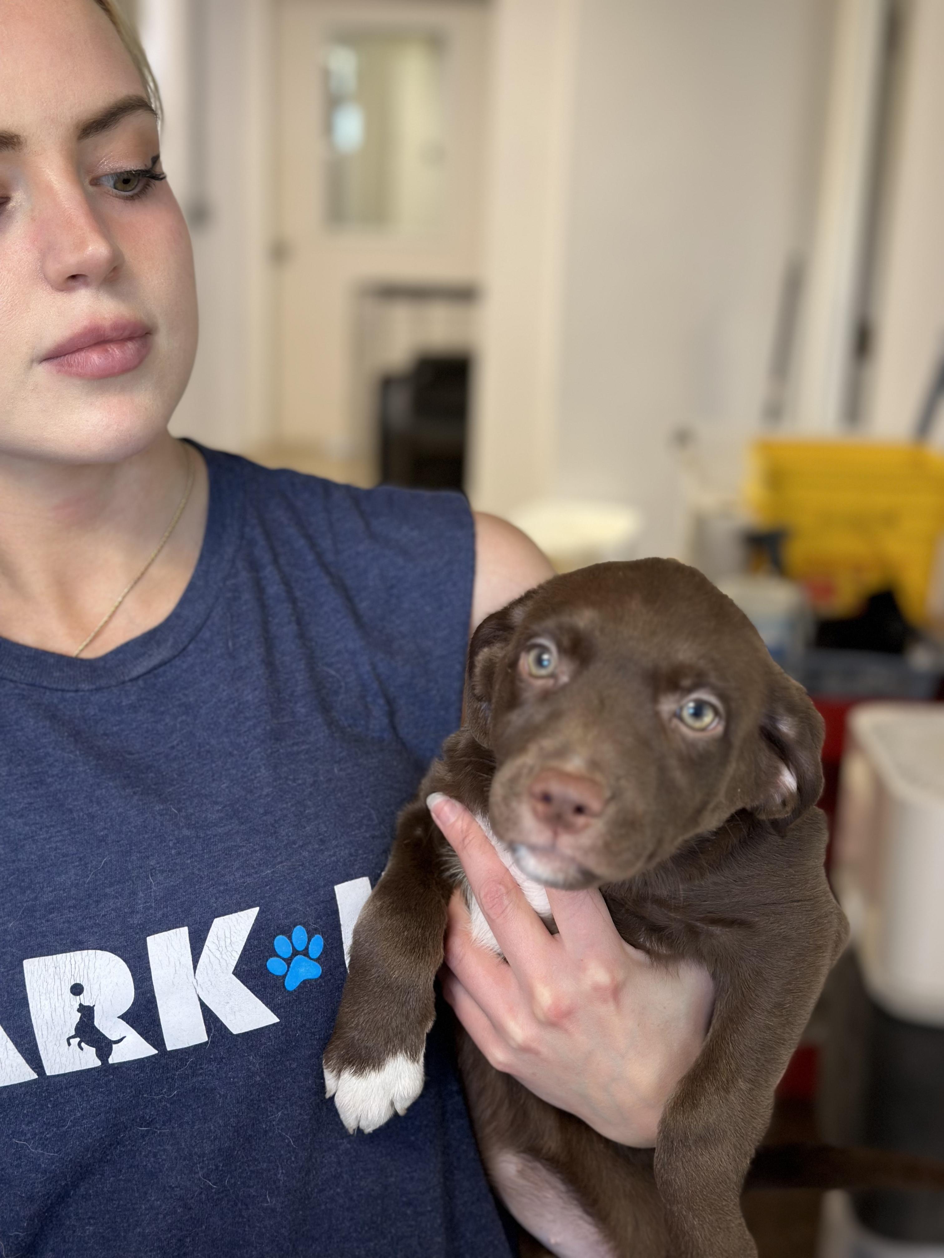 Six Boykin Mix Puppies
