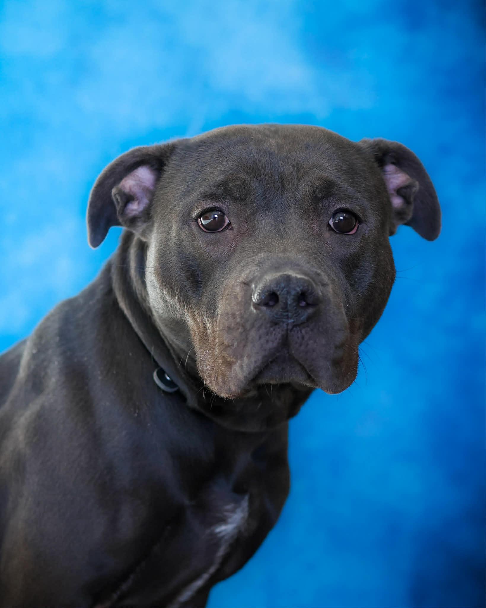 Enlarge LITEBRITE , a ADOPTABLE Pit Bull Terrier in Bridgeport, CT image 1/1