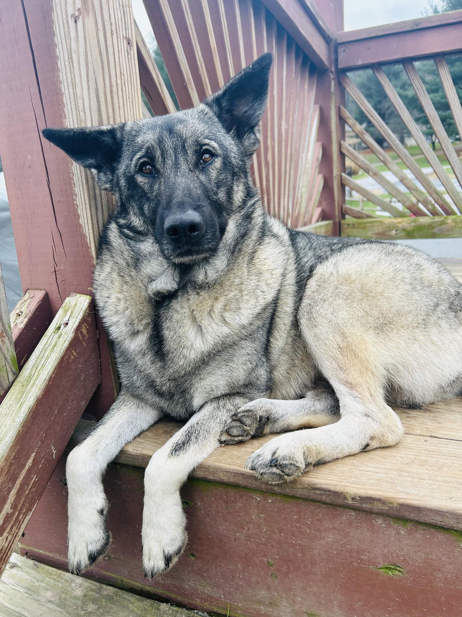 Bryn, Adoptable, Young Female Norwegian Elkhound.