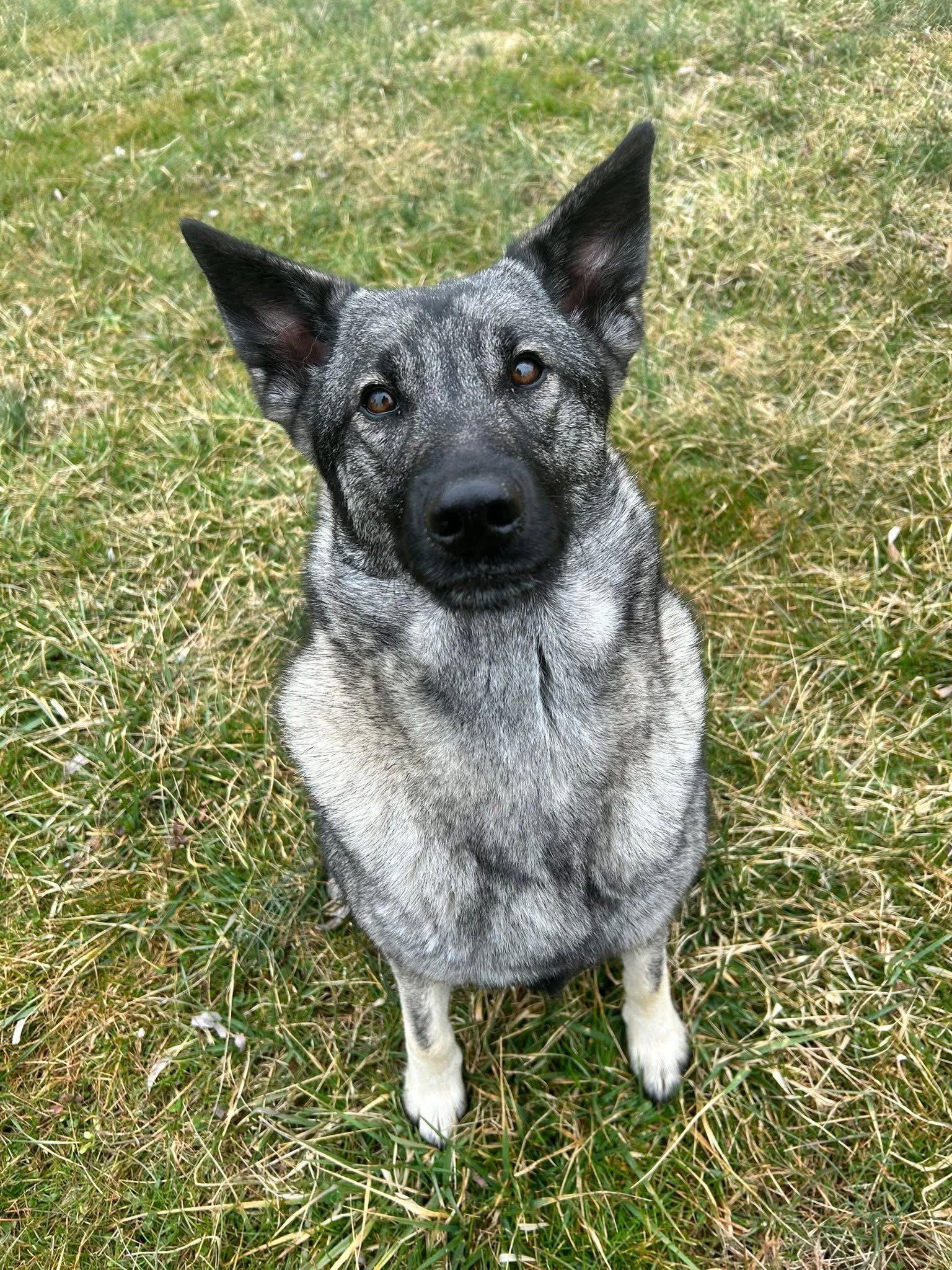 Enlarge Bryn, a Adoptable Norwegian Elkhound in Elizabethtown, PA image 2/3