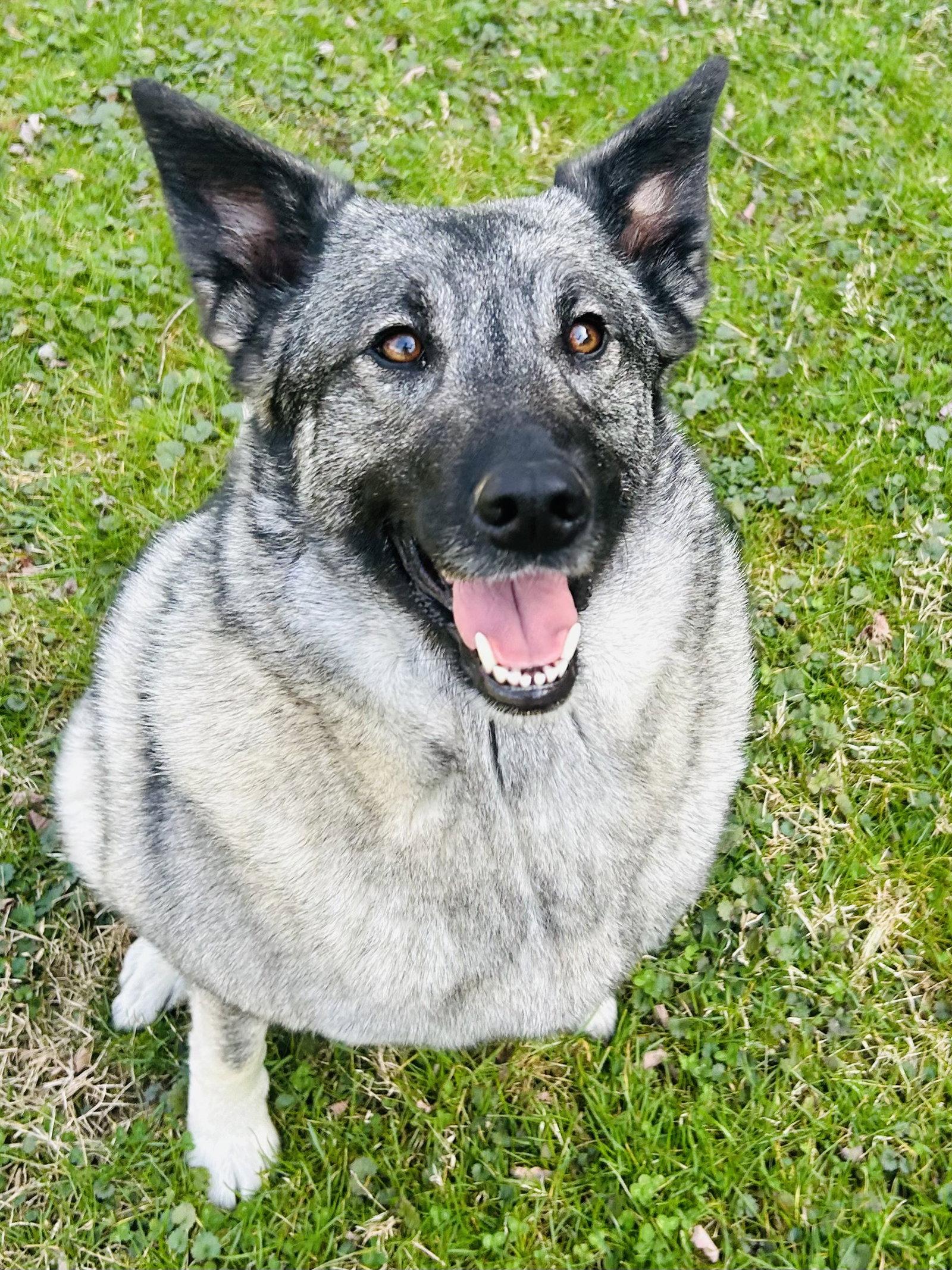 Enlarge Bryn, a Adoptable Norwegian Elkhound in Elizabethtown, PA image 3/3