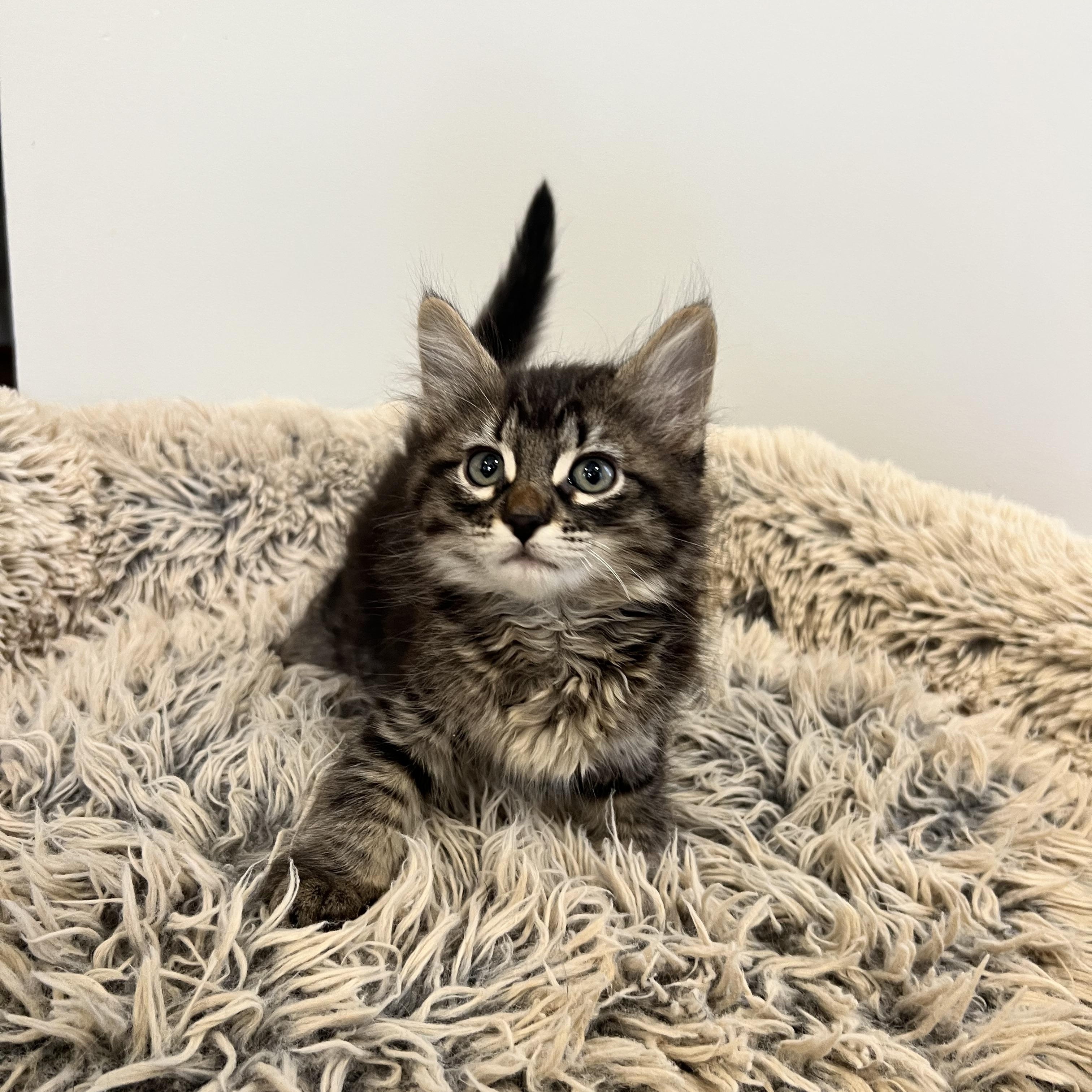 Brad Kitt, an adopted Domestic Long Hair in Hughesville, MD image 3/3