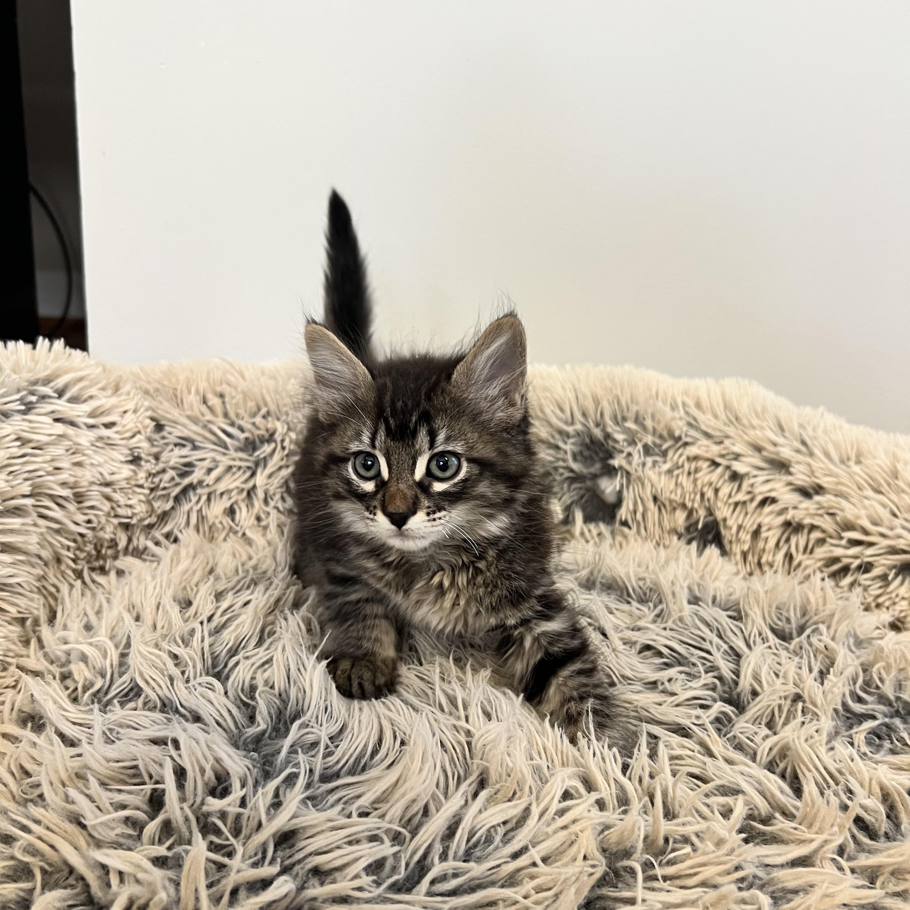 Brad Kitt, an adopted Domestic Long Hair in Hughesville, MD image 2/3