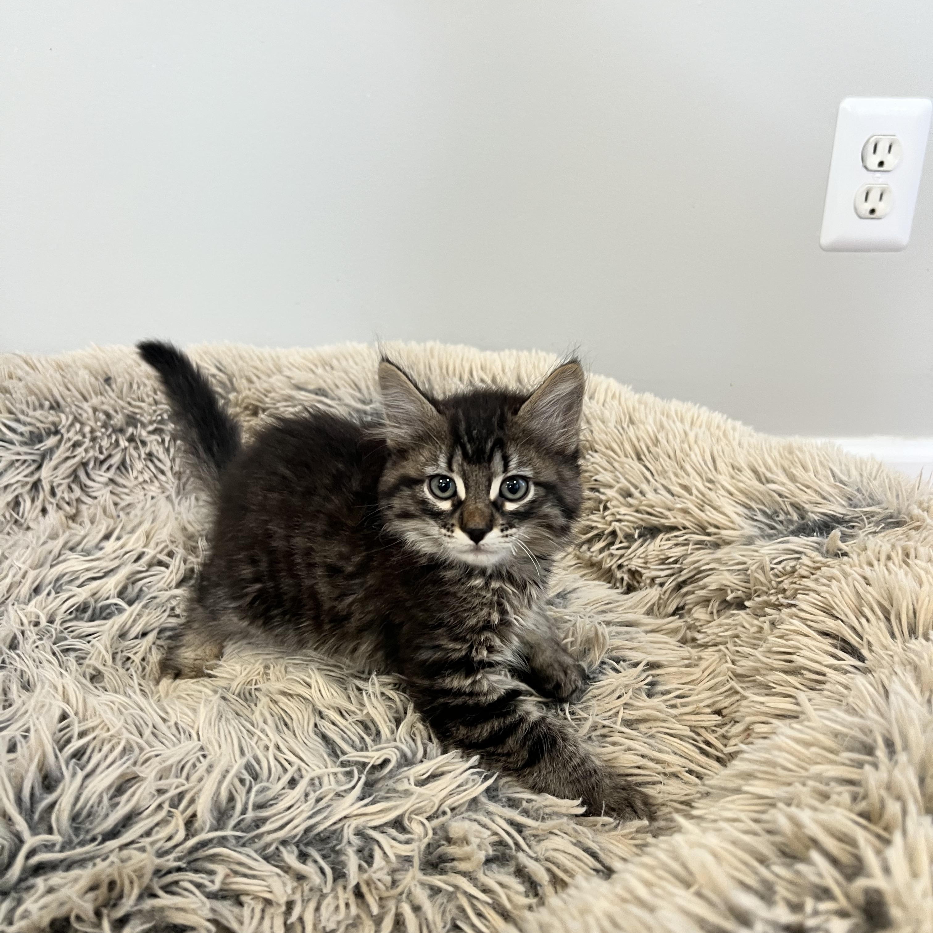 Brad Kitt, adopted, Kitten Male Domestic Long Hair.