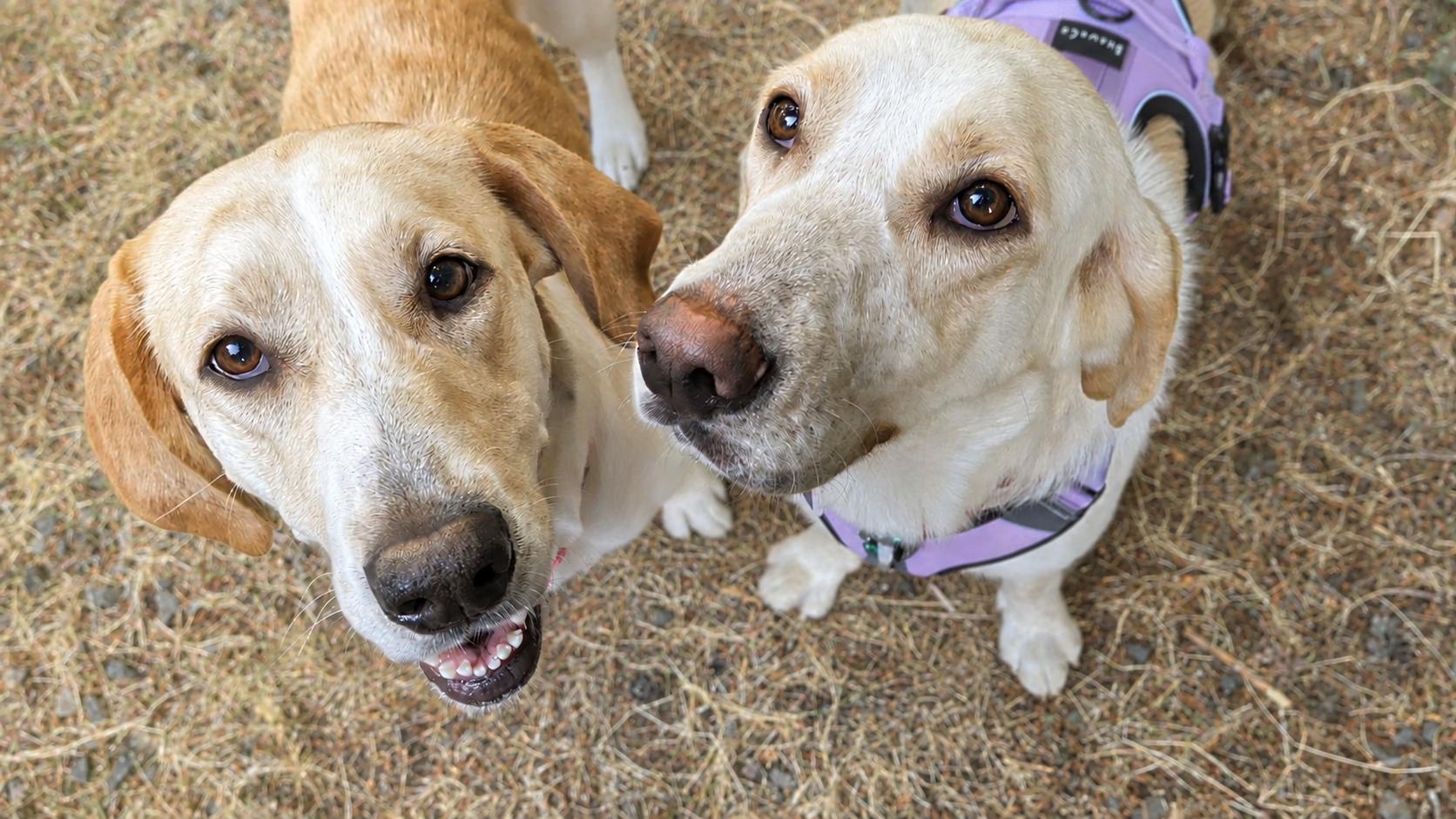 Sadie & Willow, Adopted, Young Female Labrador Retriever & Coonhound.