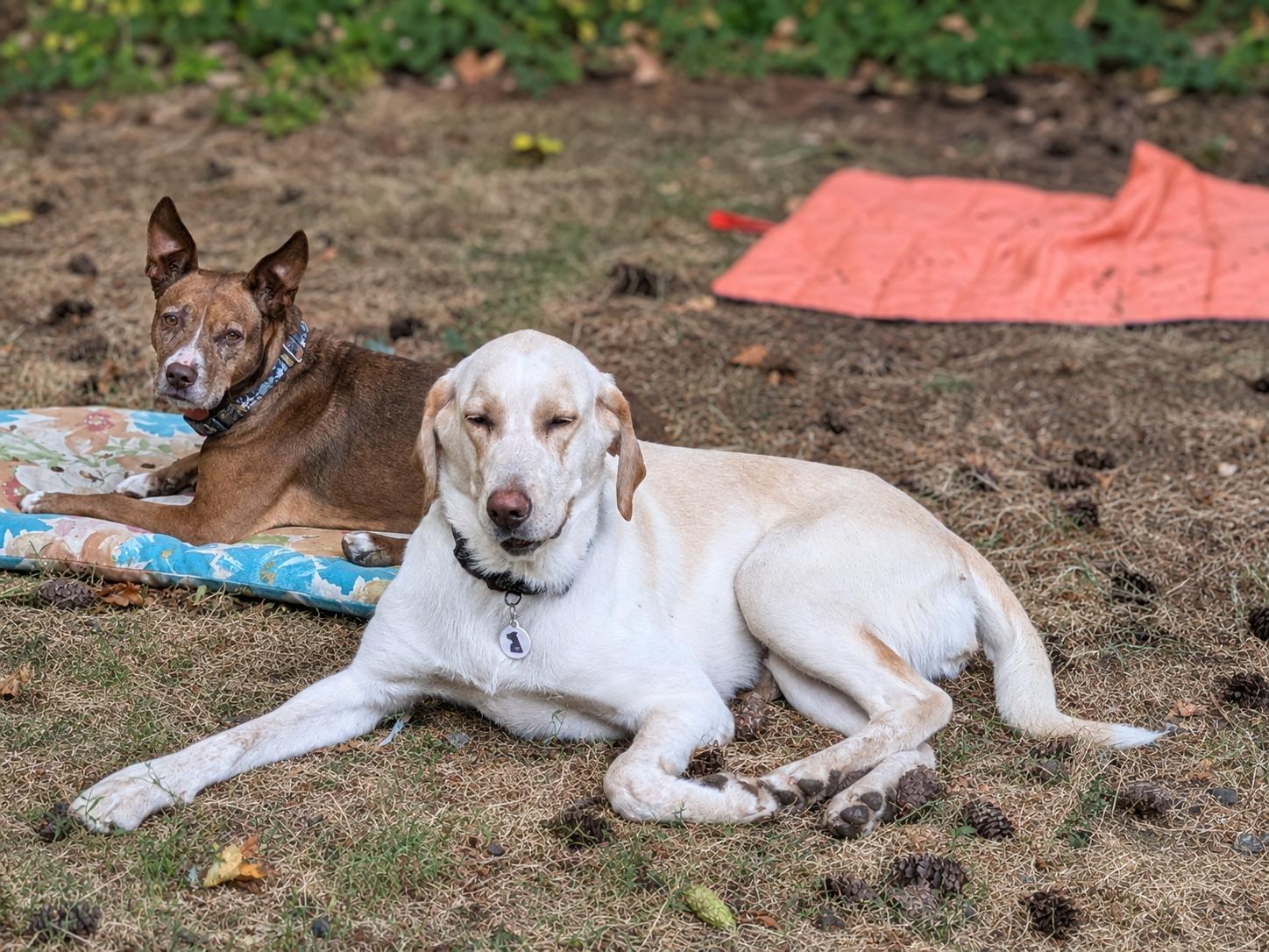 Enlarge Sadie & Willow, a Adopted mixed breed in Olympia, WA image 5/6