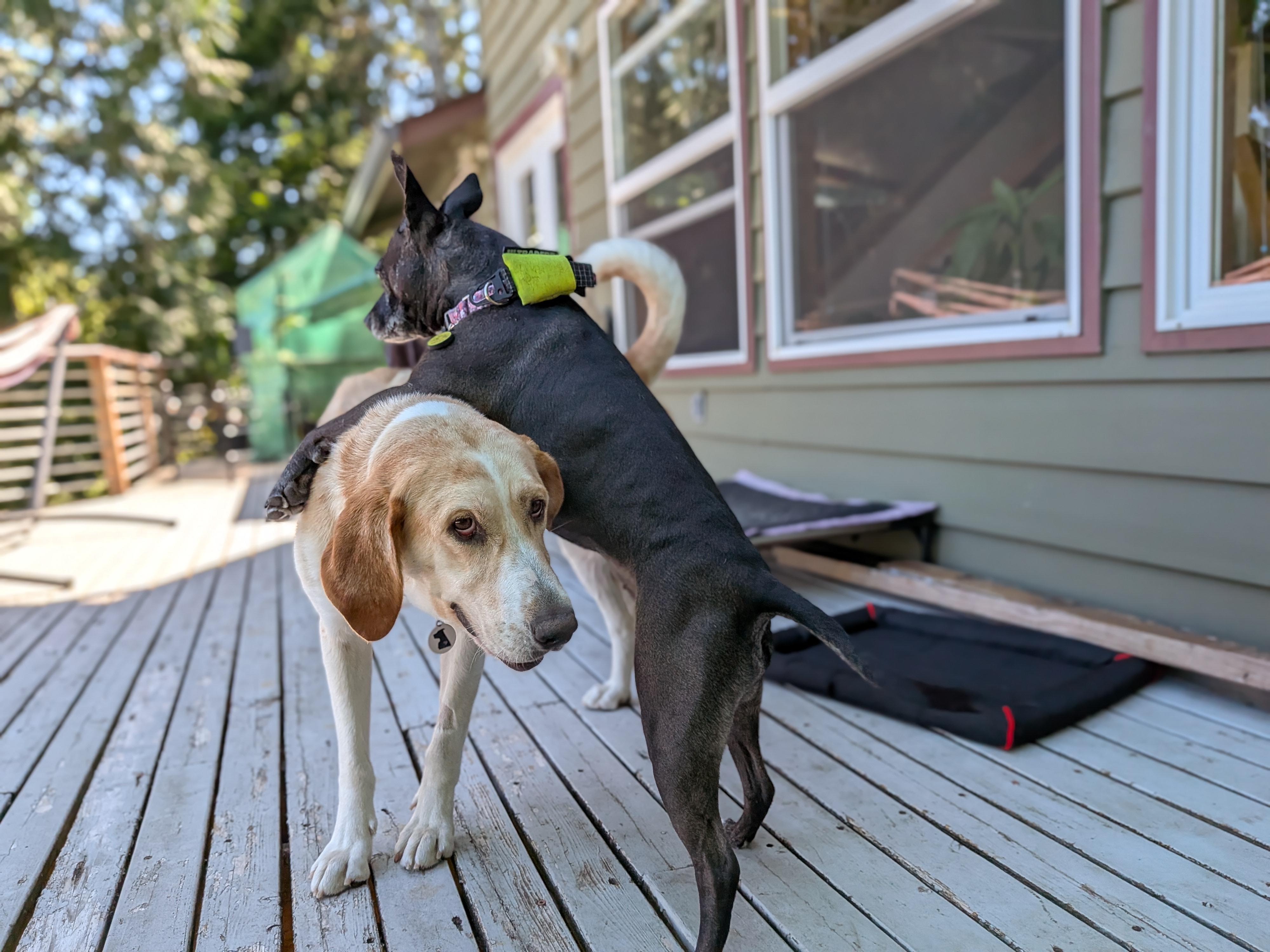 Enlarge Sadie & Willow, a Adopted mixed breed in Olympia, WA image 6/6