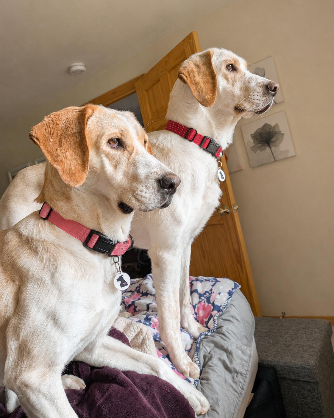 Enlarge Sadie & Willow, a Adopted mixed breed in Olympia, WA image 2/6
