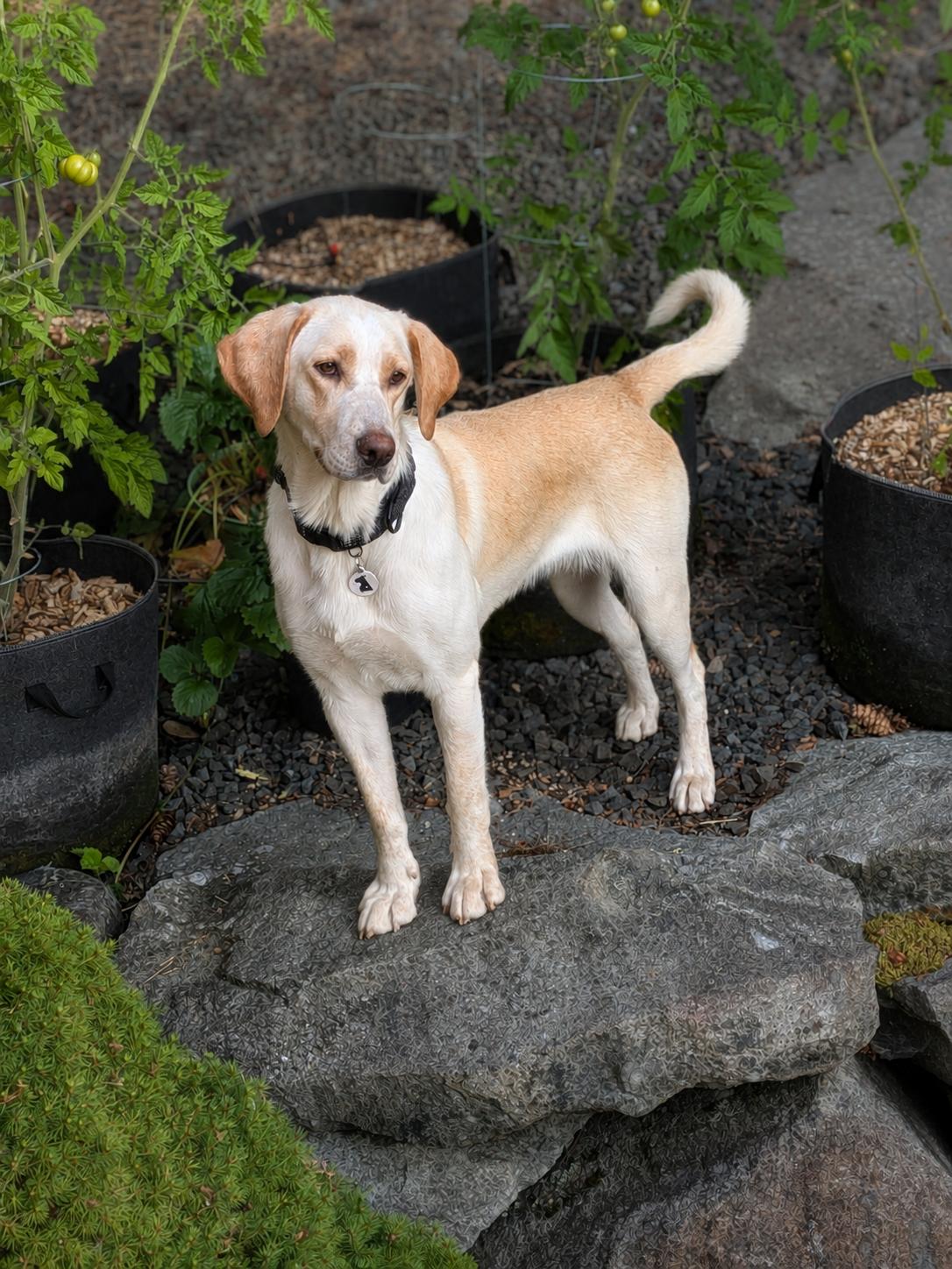 Enlarge Sadie & Willow, a Adopted mixed breed in Olympia, WA image 3/6