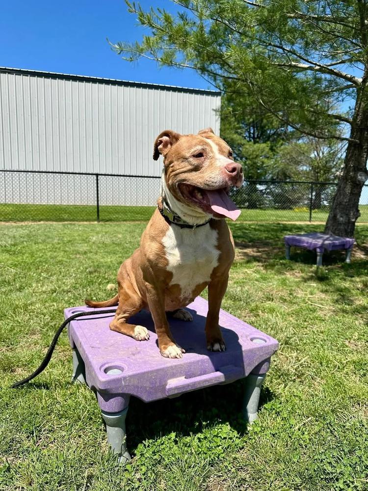 Enlarge Vixie, a Adoptable mixed breed in Evansville, IN image 1/5