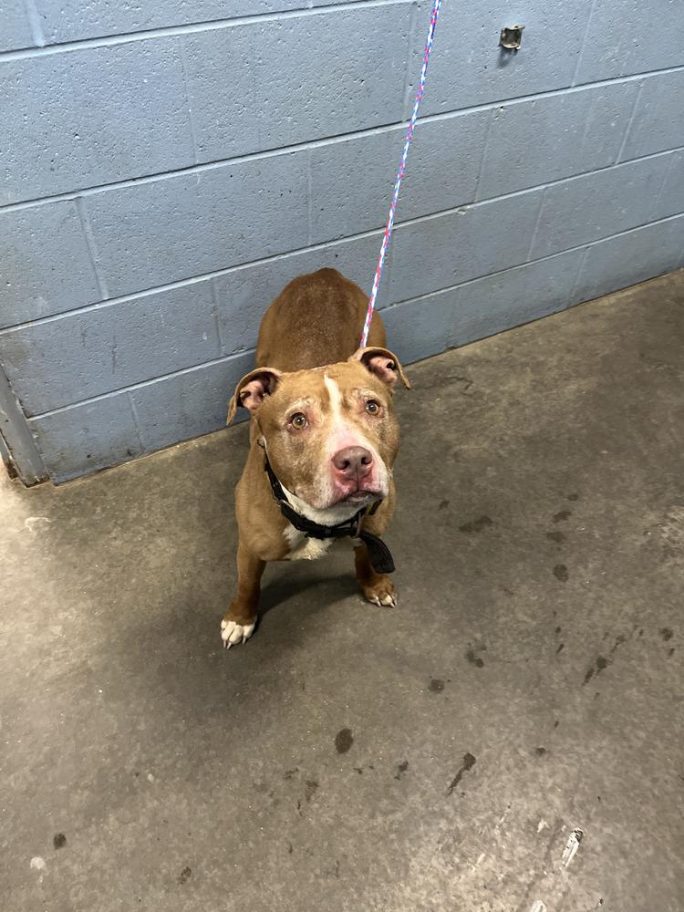 Enlarge Vixie, a Adoptable mixed breed in Evansville, IN image 2/5