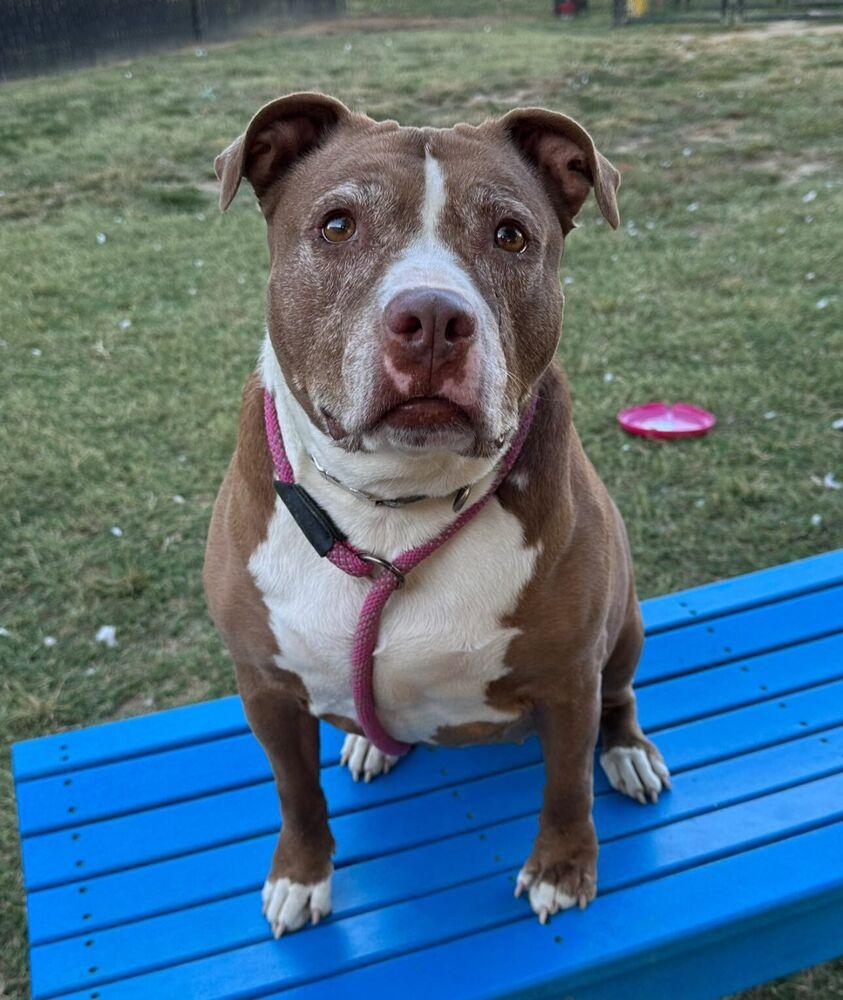 Enlarge Vixie, a Adoptable mixed breed in Evansville, IN image 3/5