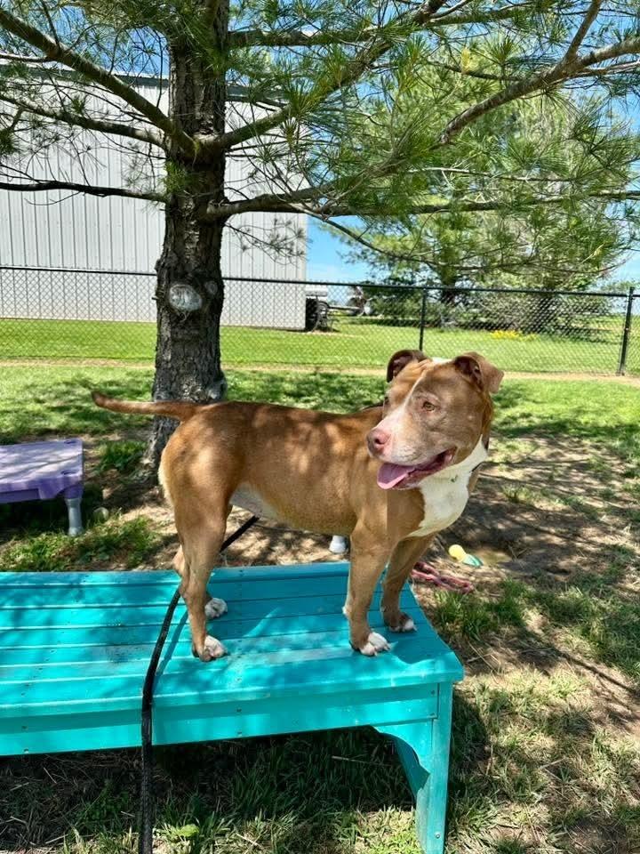 Enlarge Vixie, a Adoptable mixed breed in Evansville, IN image 5/5