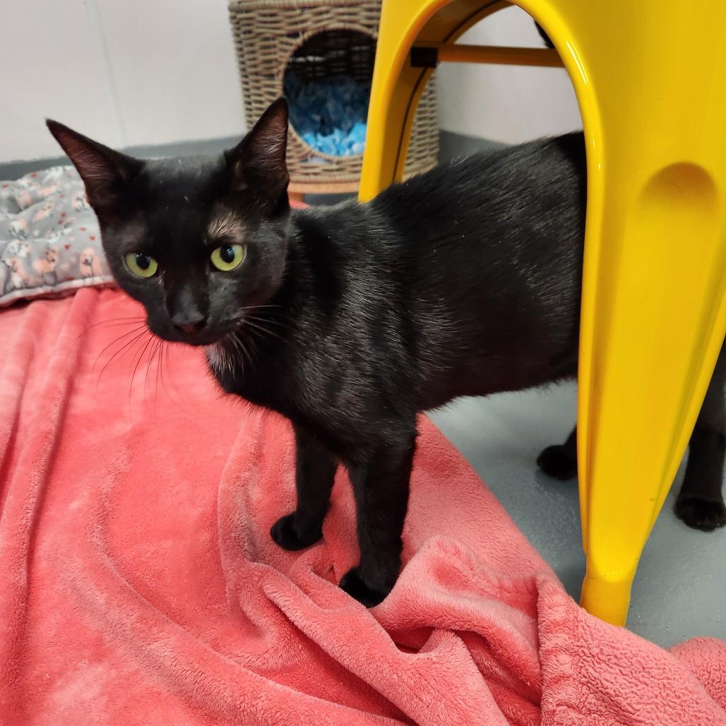 Sophie, Adoptable, Adult Female Domestic Short Hair.