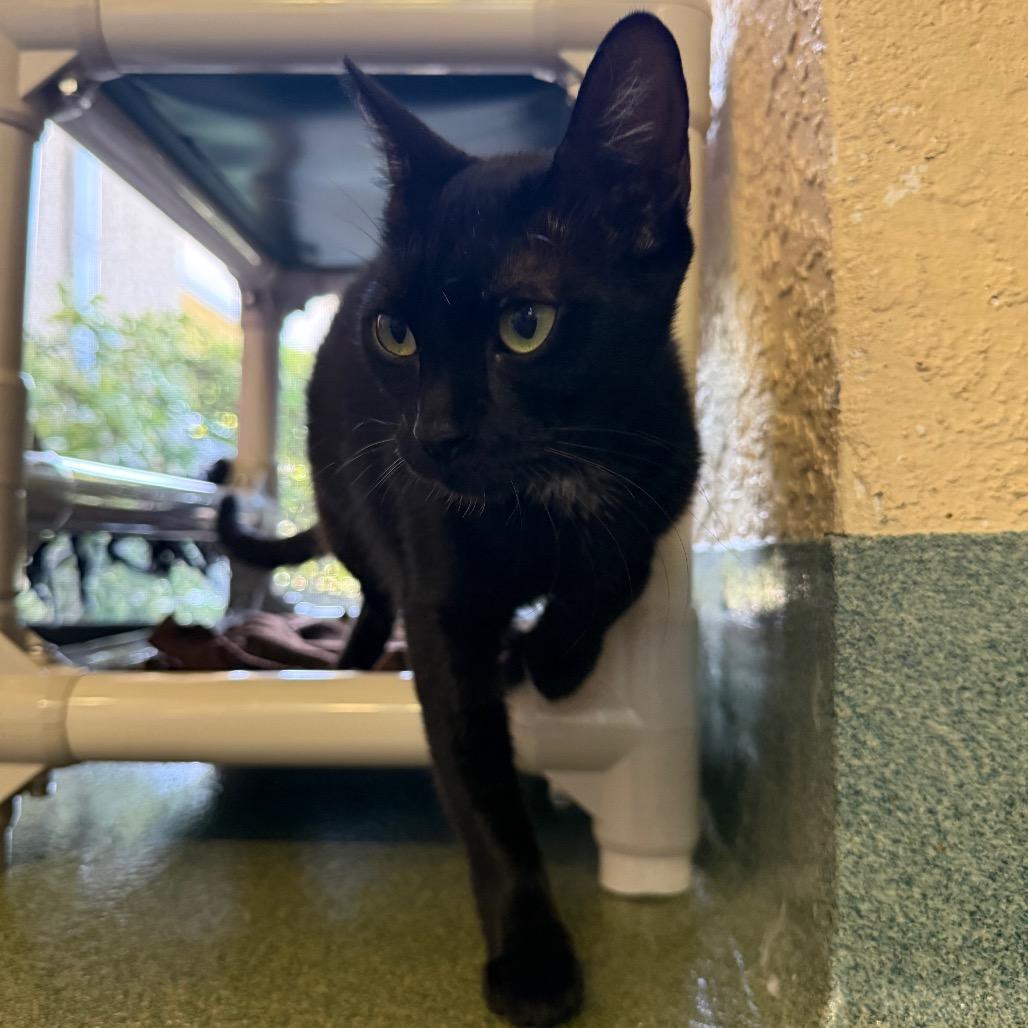 Enlarge Sophie, a Adoptable Domestic Short Hair in Naples, FL image 2/3