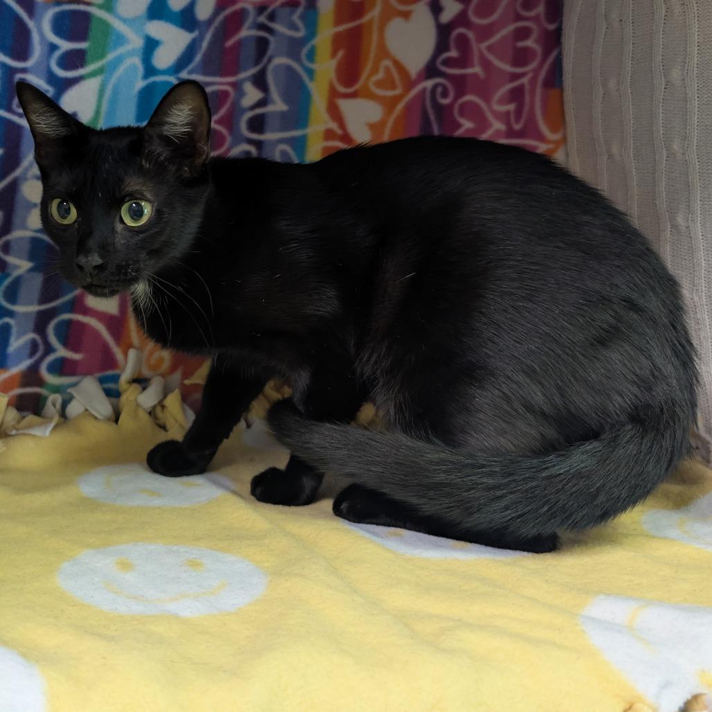 Enlarge Sophie, a Adoptable Domestic Short Hair in Naples, FL image 3/3