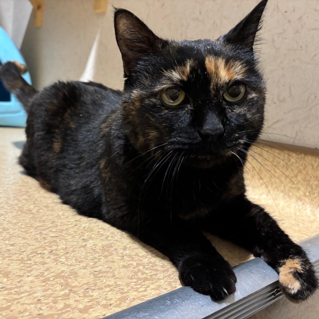 Enlarge Amore, a Adoptable Domestic Short Hair in Ballston Spa, NY image 2/6