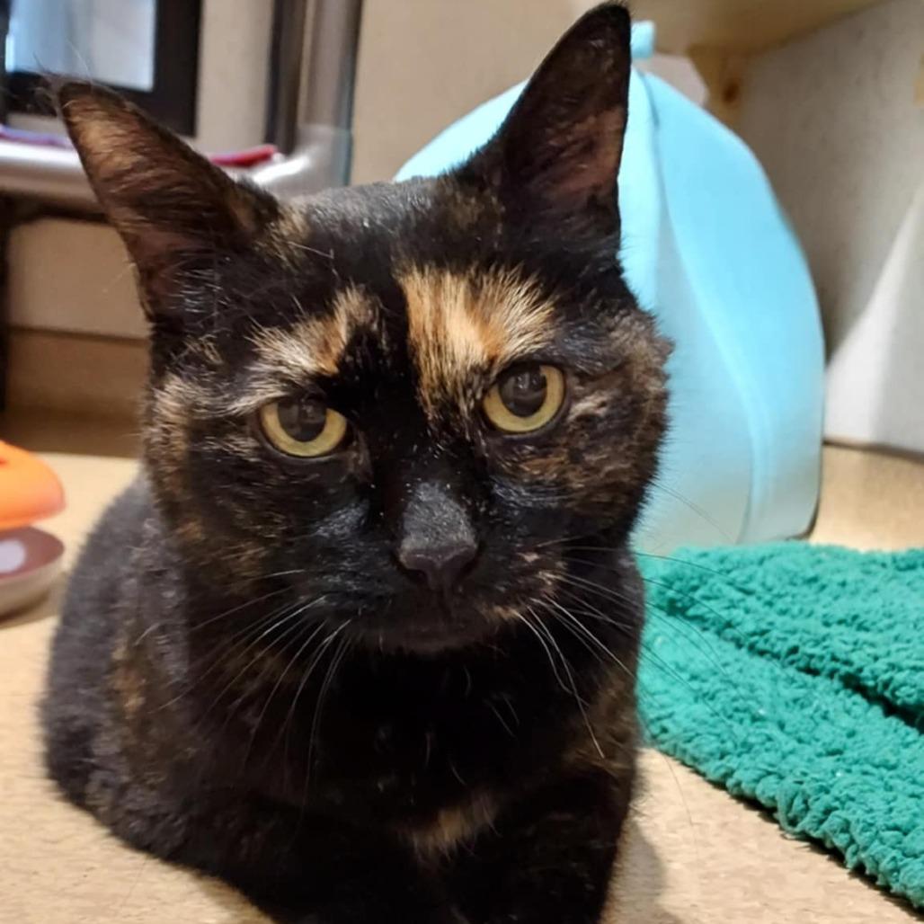 Enlarge Amore, a Adoptable Domestic Short Hair in Ballston Spa, NY image 3/6