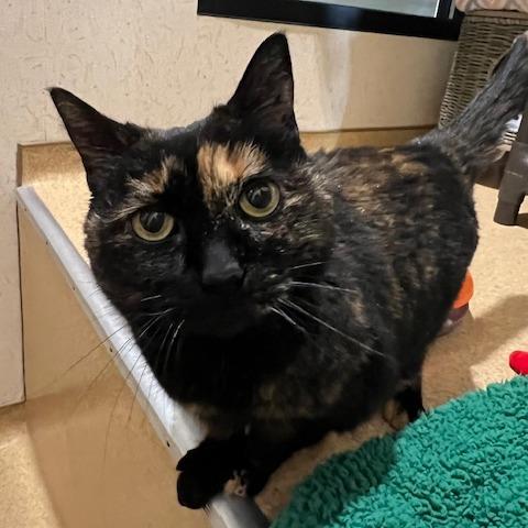 Enlarge Amore, a Adoptable Domestic Short Hair in Ballston Spa, NY image 4/6