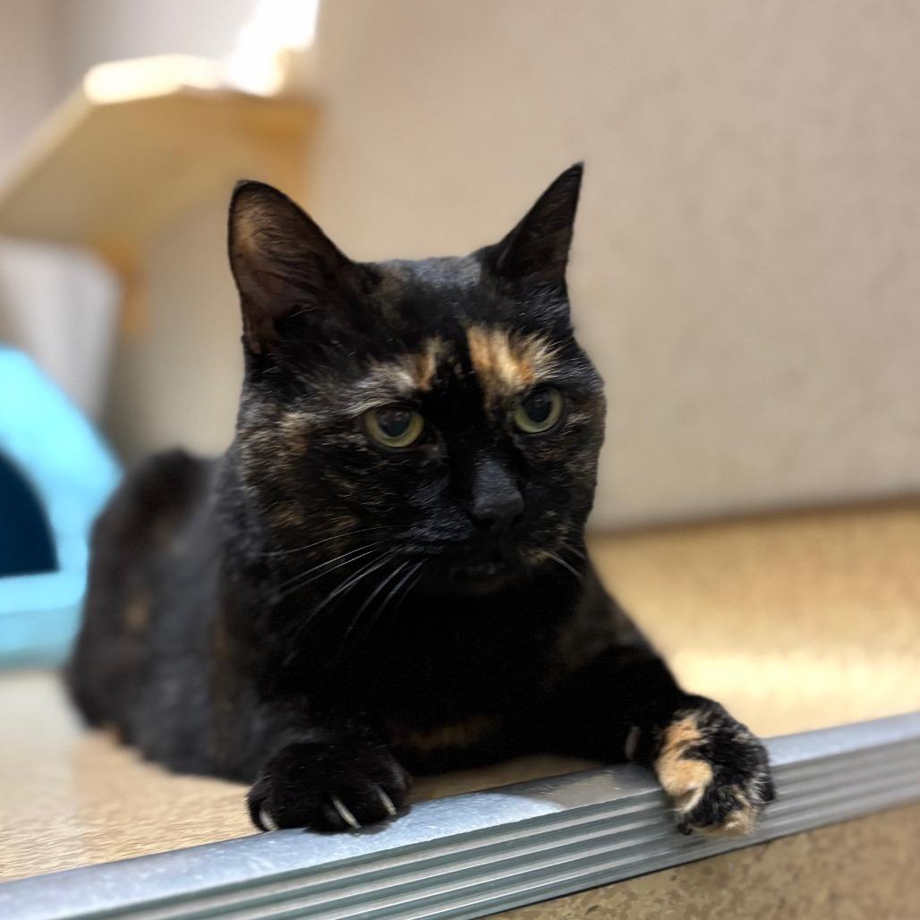 Enlarge Amore, a Adoptable Domestic Short Hair in Ballston Spa, NY image 5/6