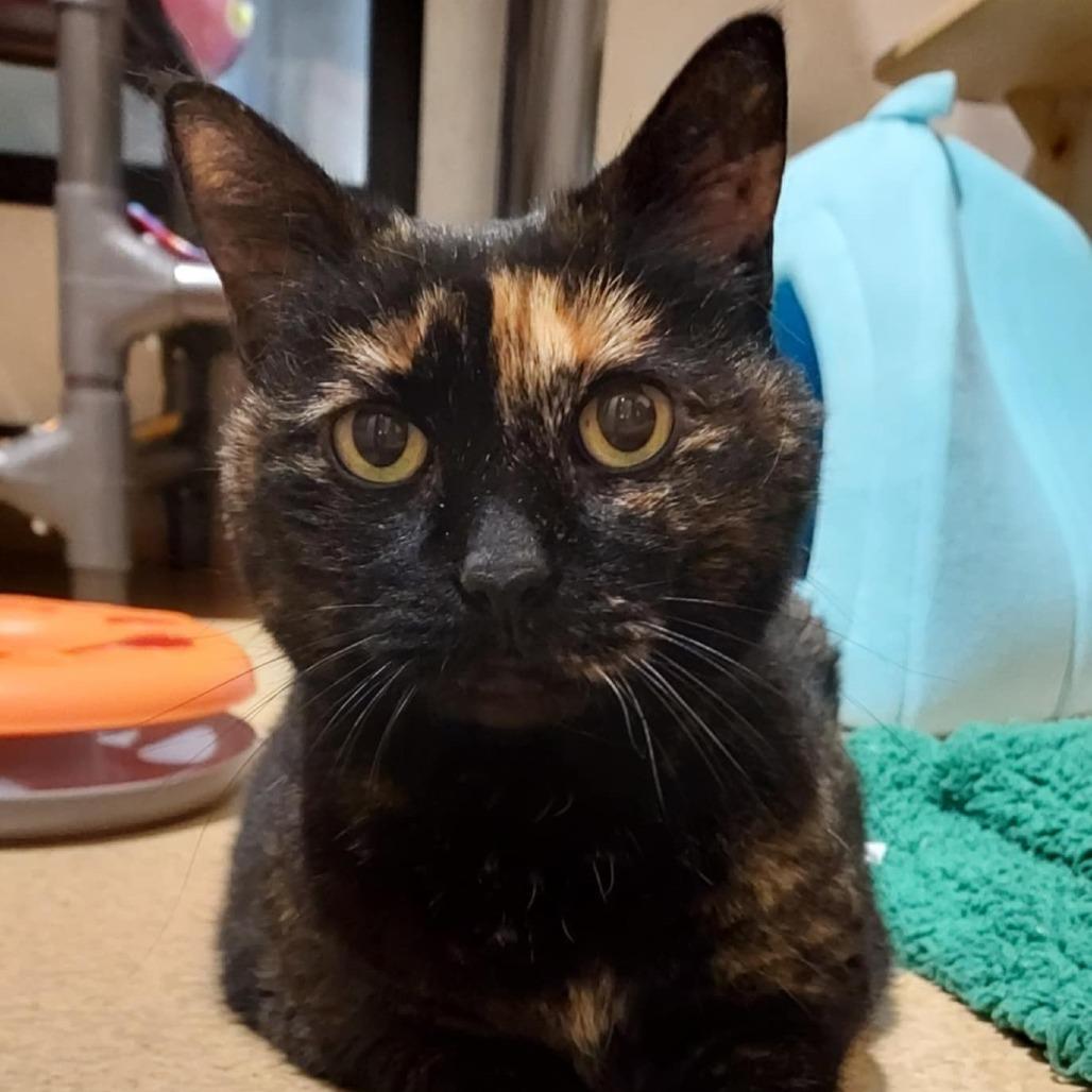 Enlarge Amore, a Adoptable Domestic Short Hair in Ballston Spa, NY image 6/6